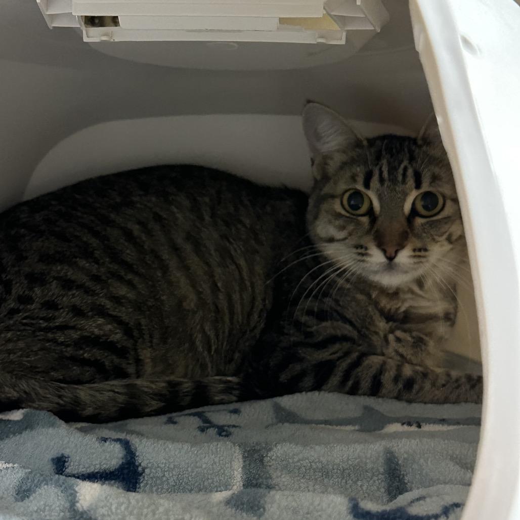 Enlarge Mom, a Adoptable Domestic Short Hair in Spokane, WA image 5/6