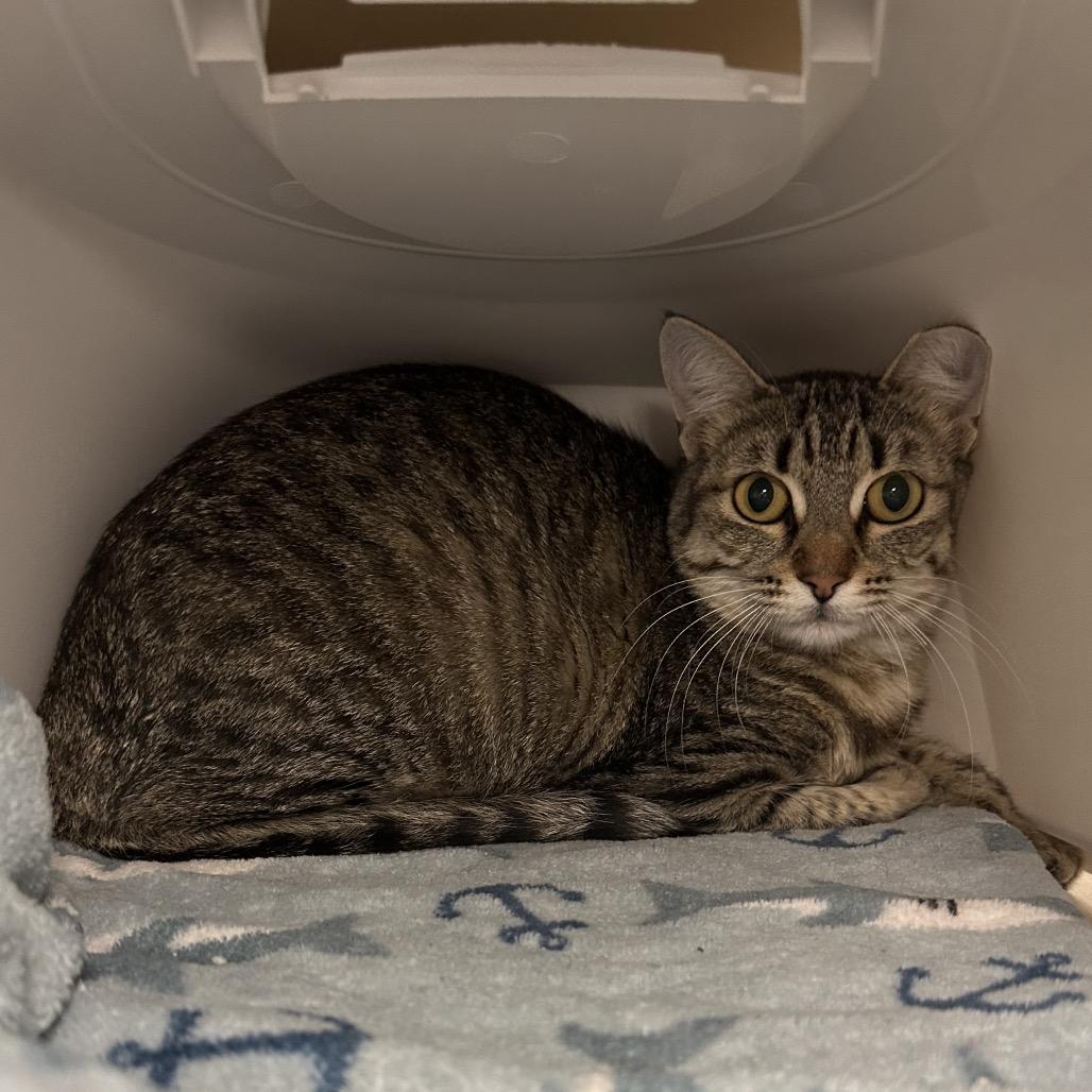 Enlarge Mom, a Adoptable Domestic Short Hair in Spokane, WA image 6/6