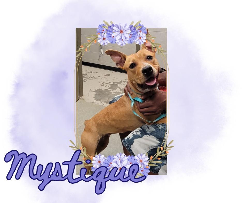 Mystique, Adoptable, Young Female Pit Bull Terrier.