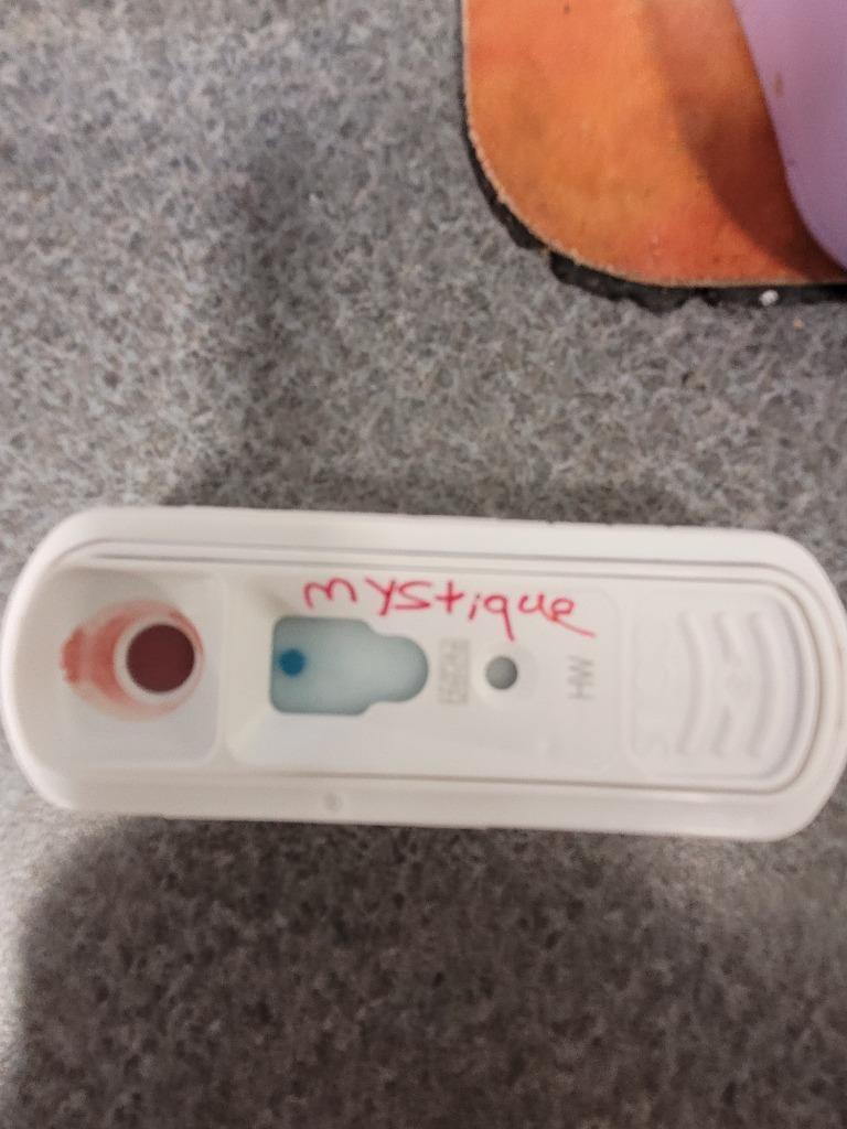 Mystique, a Adoptable mixed breed in Hopkinsville, KY image 2/3