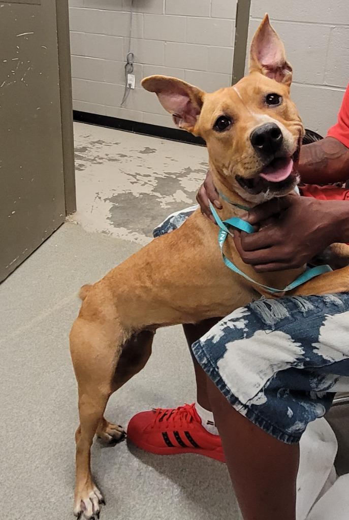 Mystique, a Adoptable mixed breed in Hopkinsville, KY image 3/3