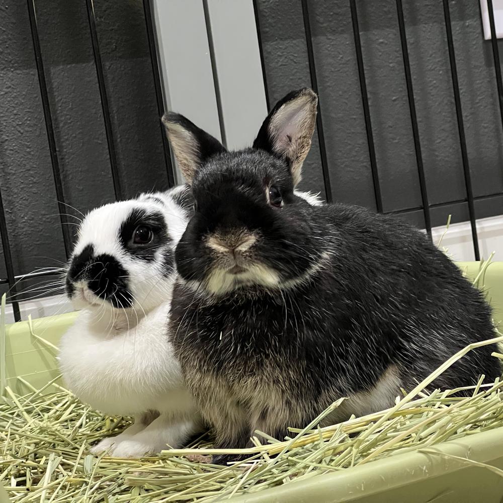 Enlarge Papa Coco and Mama Cow, a Adoptable Dwarf in Houston, TX image 1/2