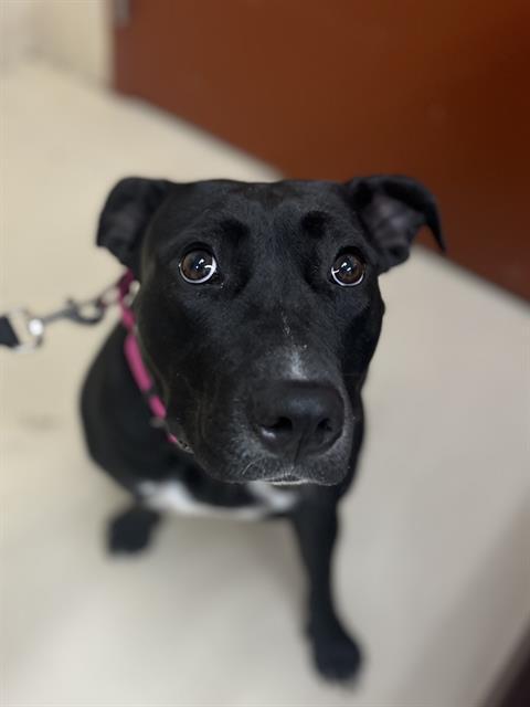 SIMONE, Adoptable, Young Female Labrador Retriever & Pit Bull Terrier.