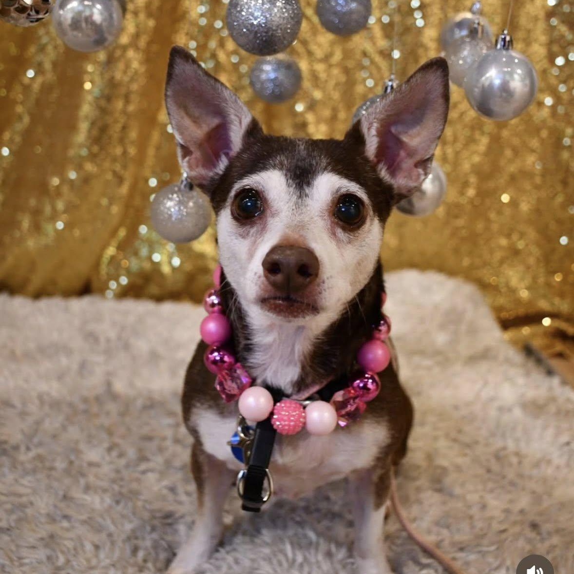 Eleanor, adoptable, Senior Female Chihuahua.