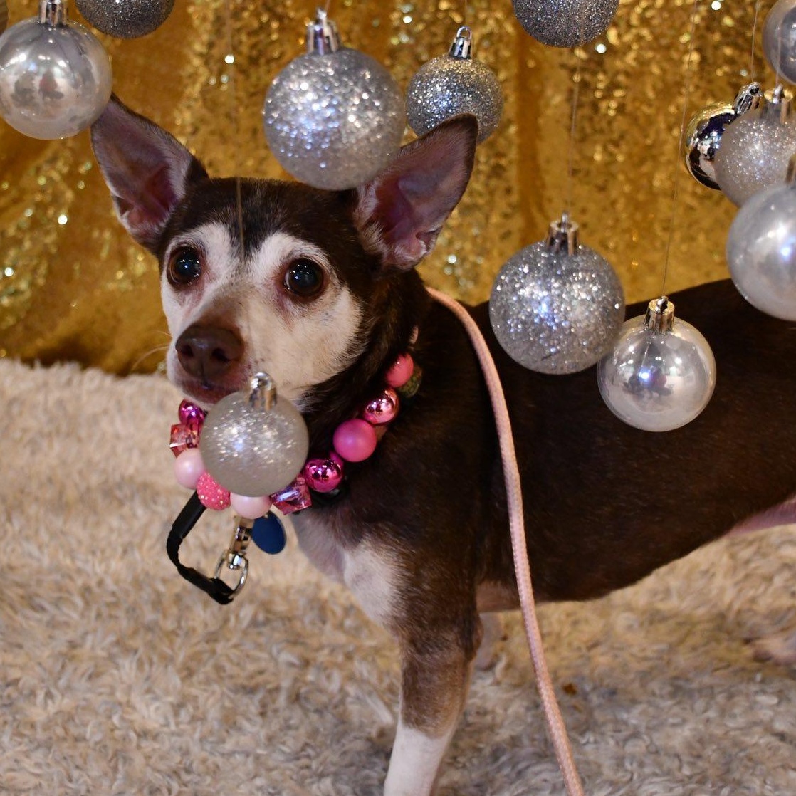 Enlarge Eleanor, an adoptable mixed breed in Portland, OR image 5/6