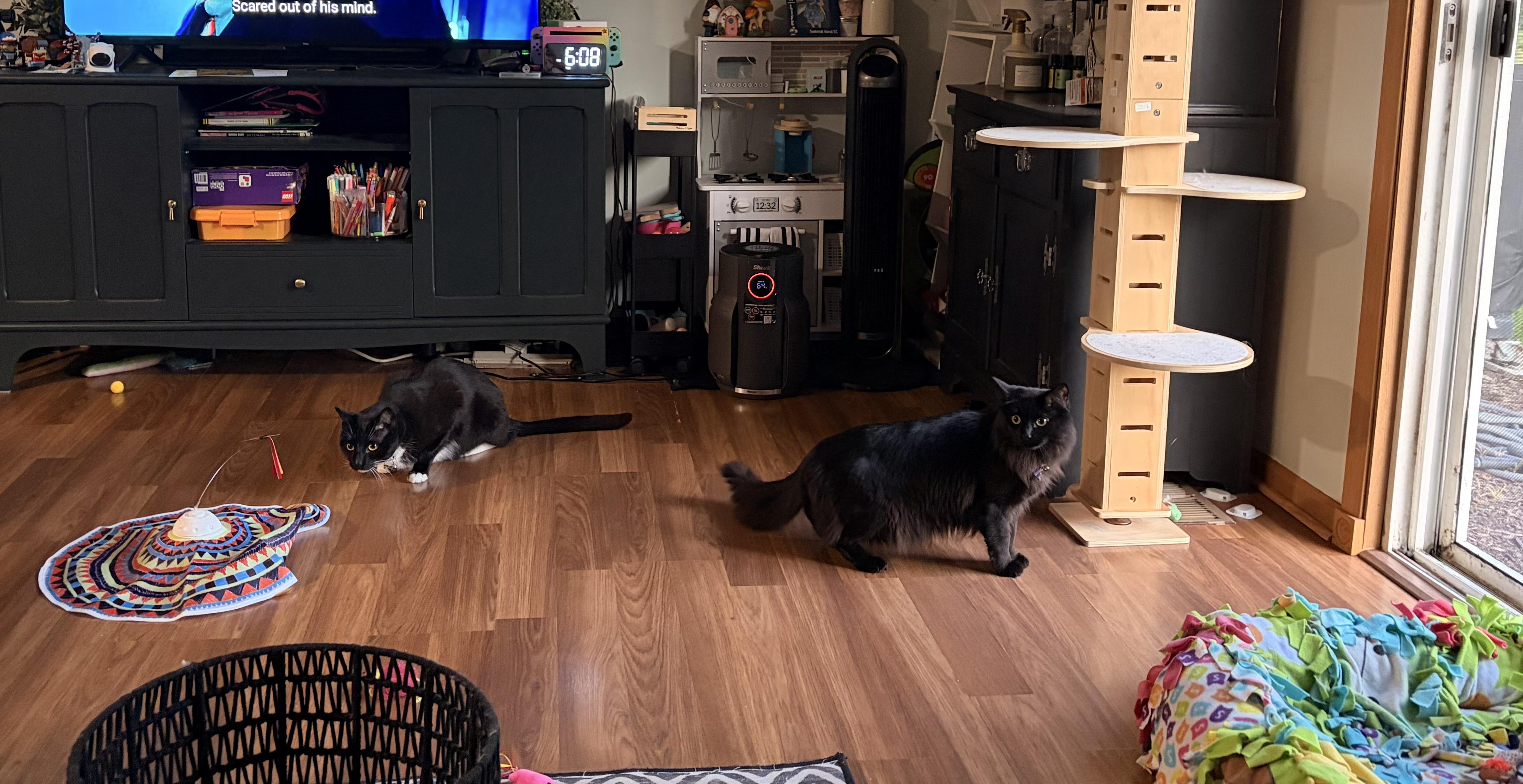 Enlarge Majesty and Haru, a Adoptable Norwegian Forest Cat in Lemont, IL image 6/6