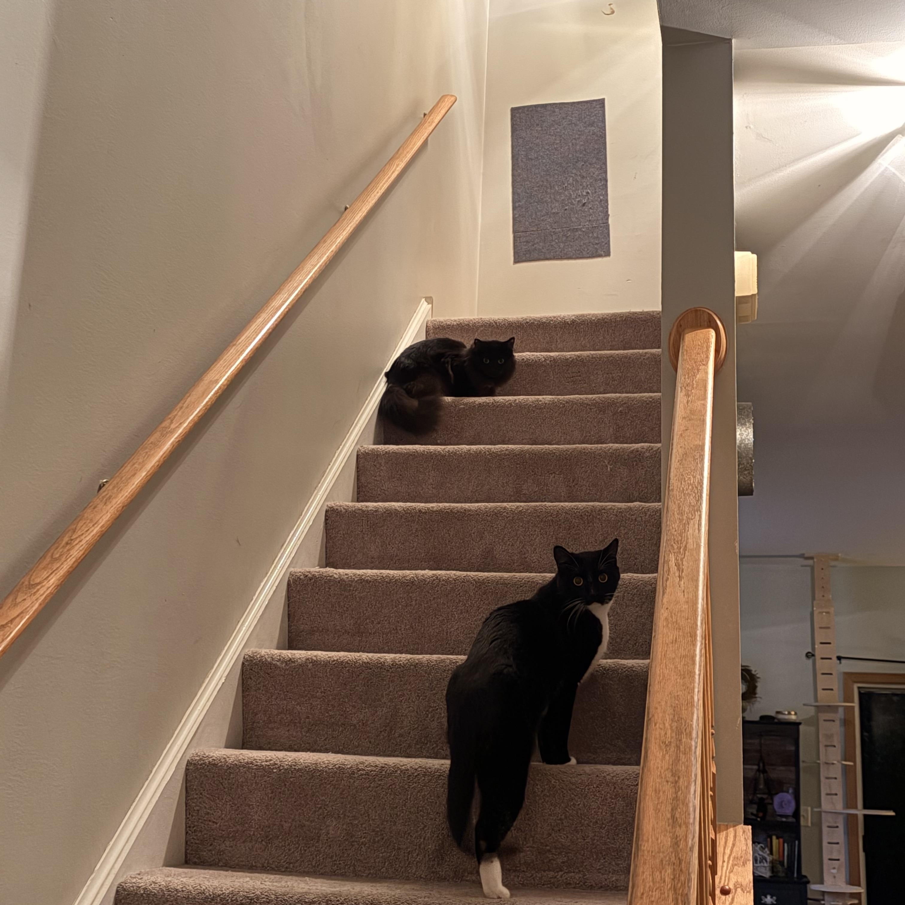 Enlarge Majesty and Haru, a Adoptable Norwegian Forest Cat in Lemont, IL image 4/6