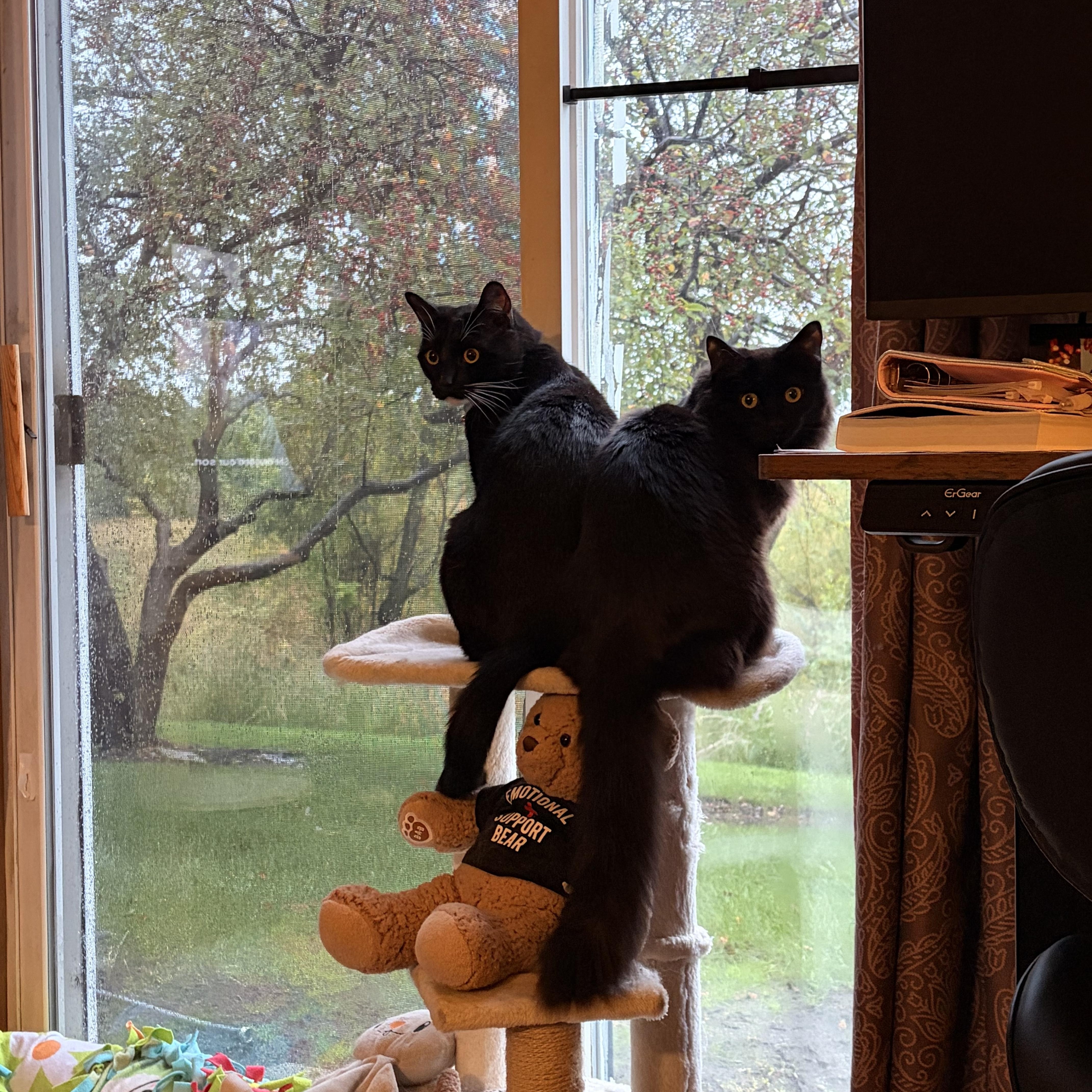 Enlarge Majesty and Haru, a Adoptable Norwegian Forest Cat in Lemont, IL image 1/6