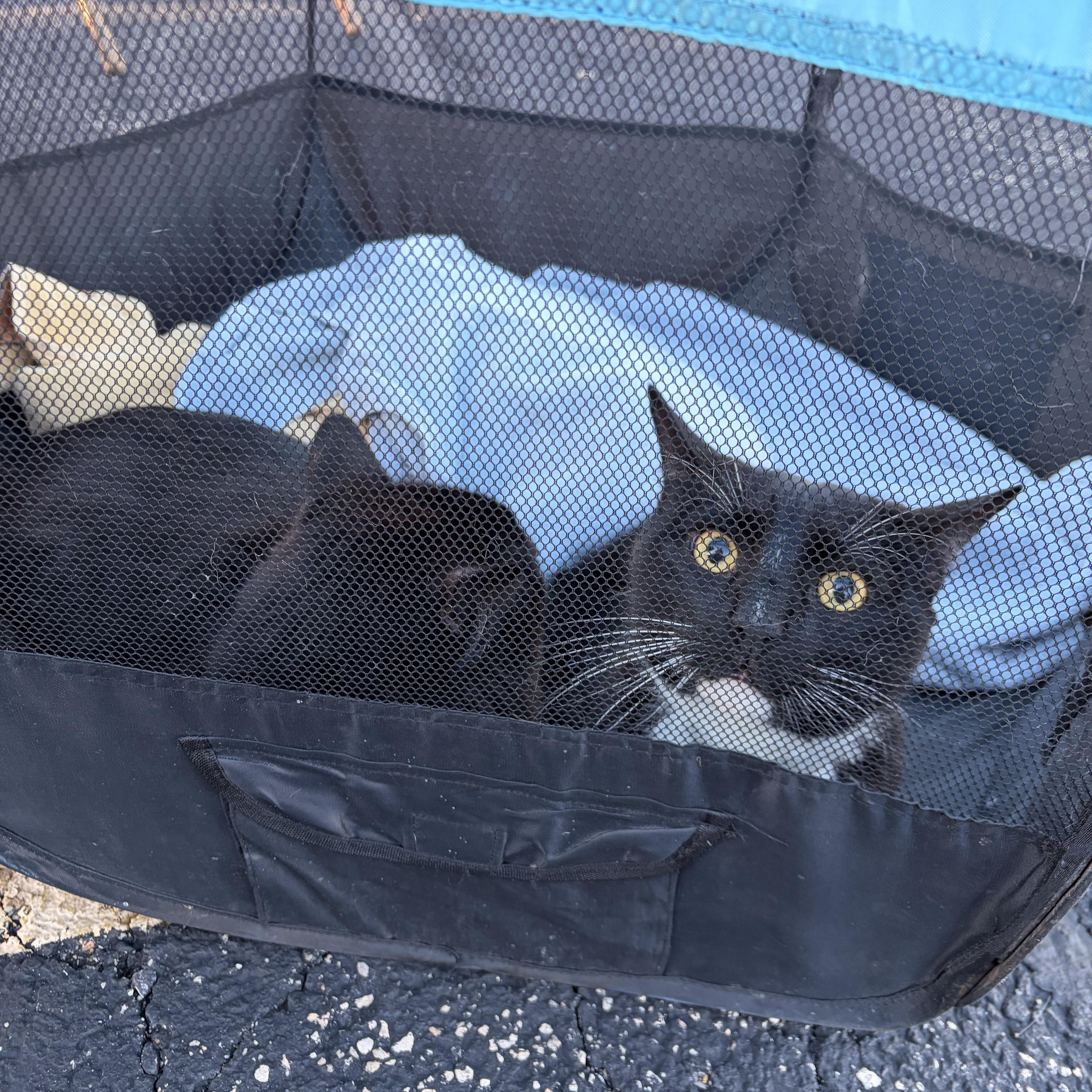 Enlarge Majesty and Haru, a Adoptable Norwegian Forest Cat in Lemont, IL image 5/6