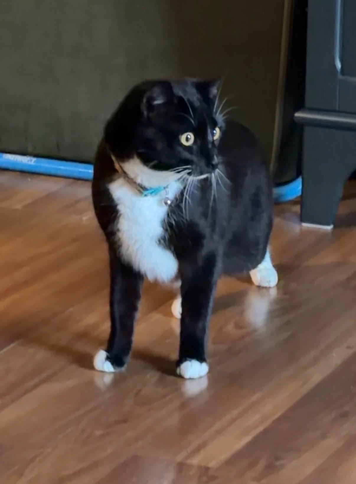 Enlarge Majesty and Haru, a Adoptable Norwegian Forest Cat in Lemont, IL image 3/6