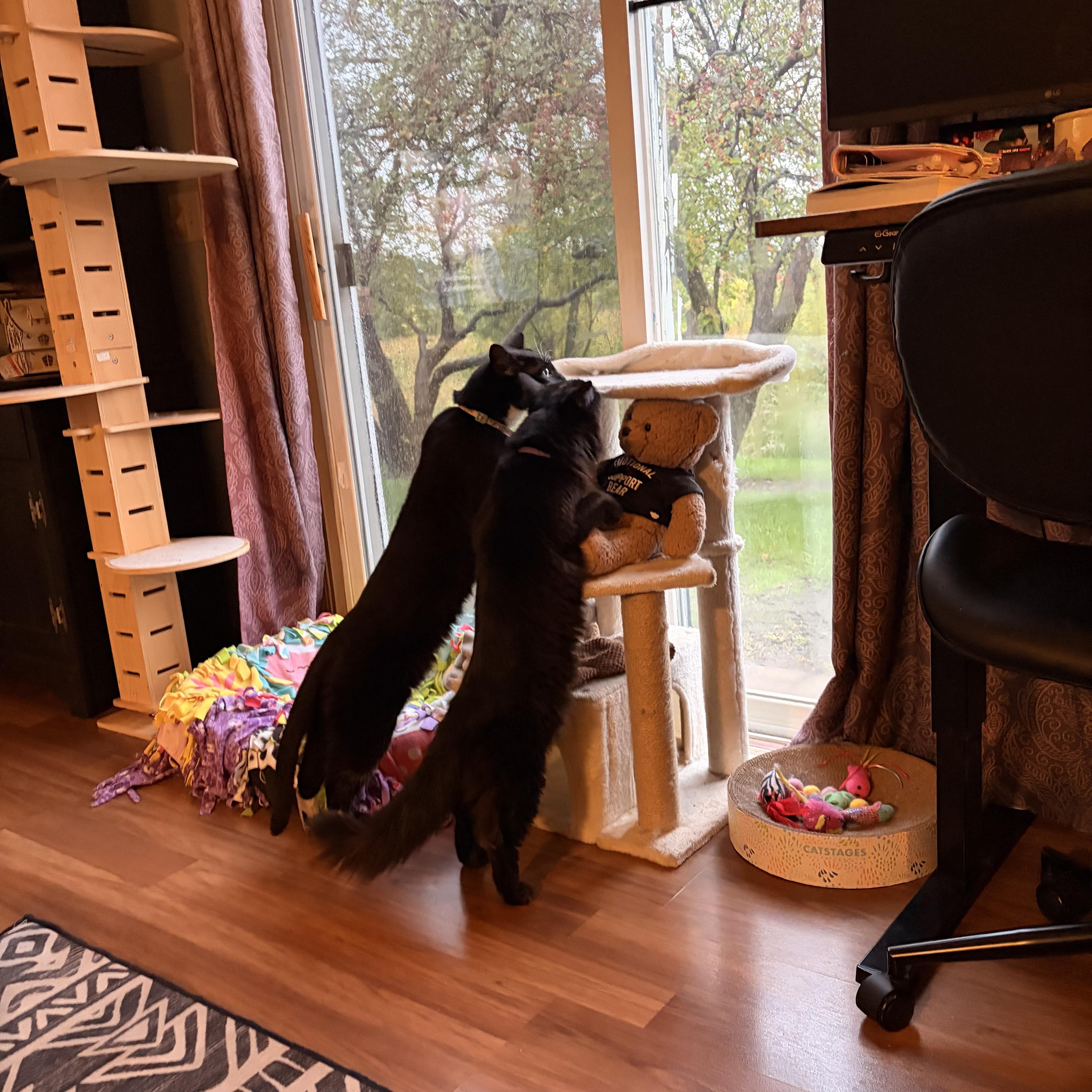 Enlarge Majesty and Haru, a Adoptable Norwegian Forest Cat in Lemont, IL image 2/6