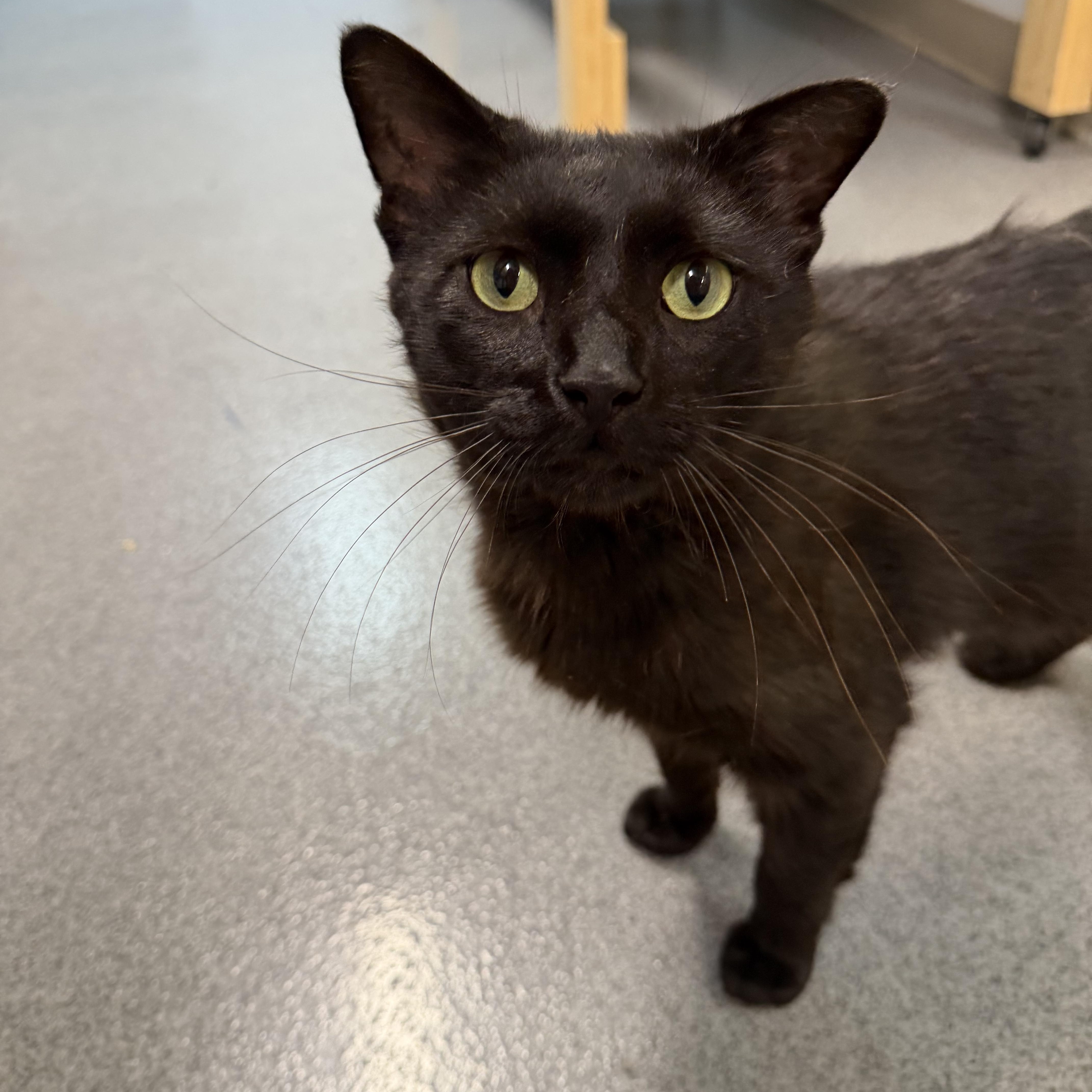 Onyx, a ADOPTABLE Domestic Short Hair in Chisholm, MN image 1/6