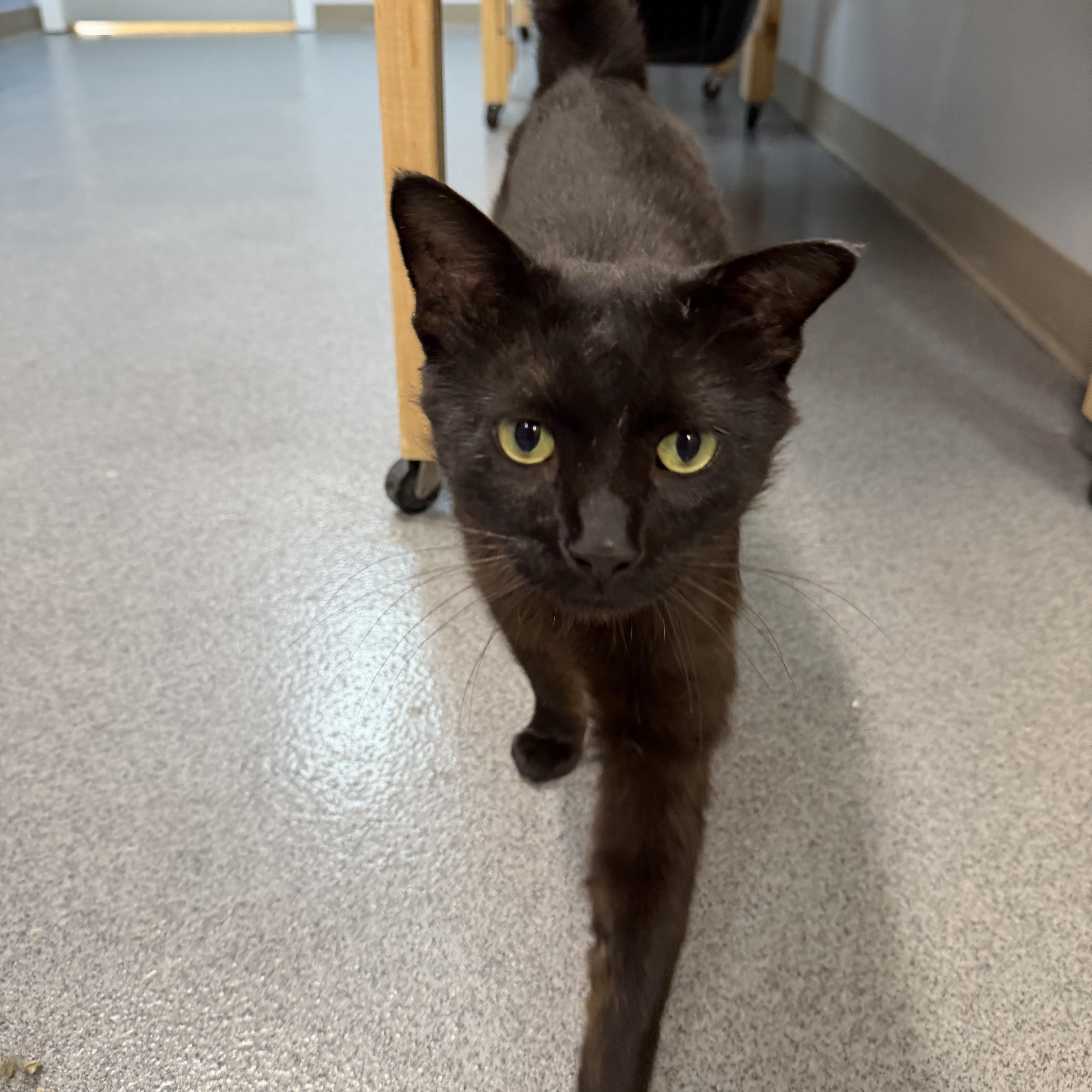 Onyx, a ADOPTABLE Domestic Short Hair in Chisholm, MN image 5/6