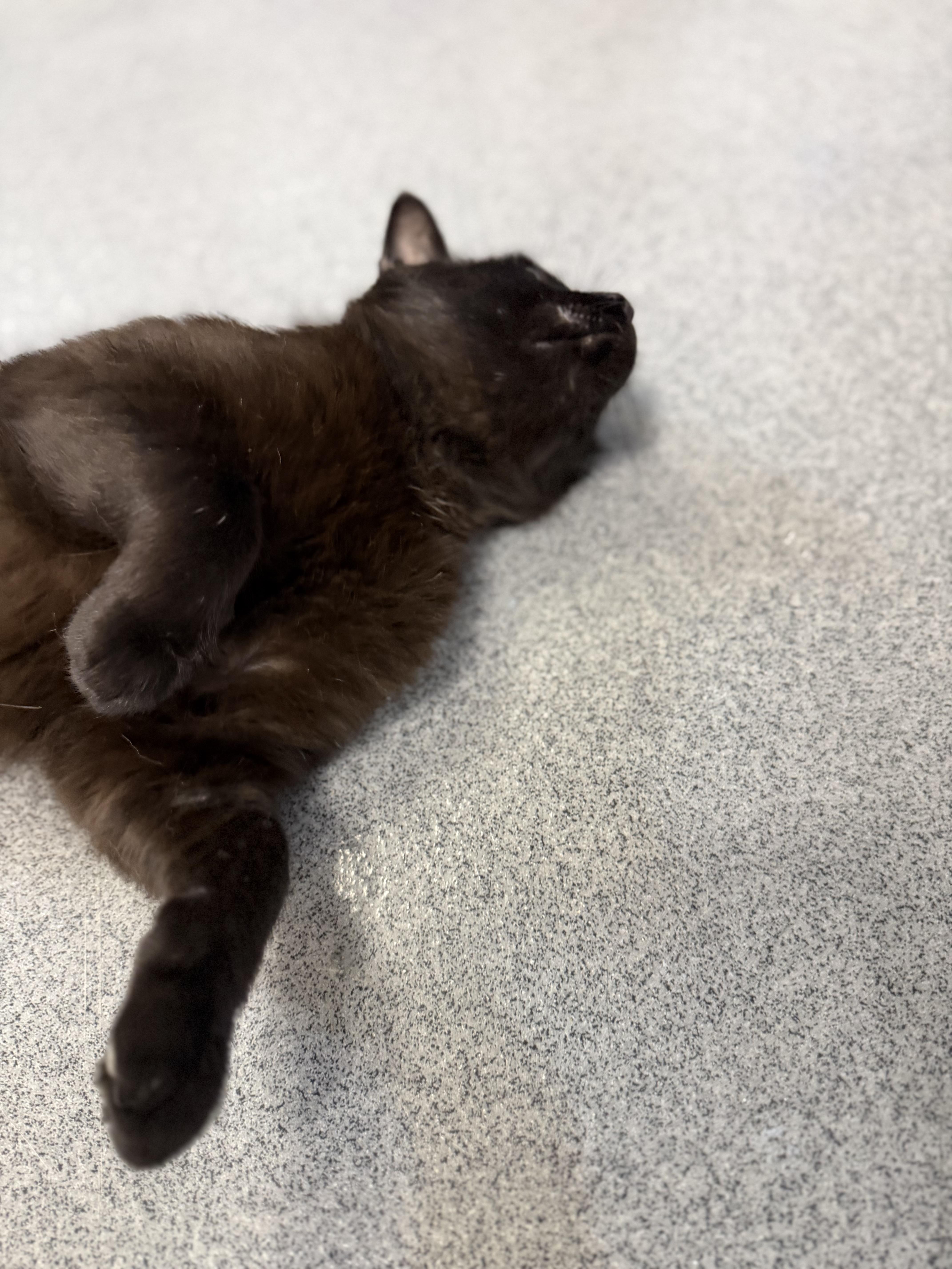 Onyx, a ADOPTABLE Domestic Short Hair in Chisholm, MN image 2/6