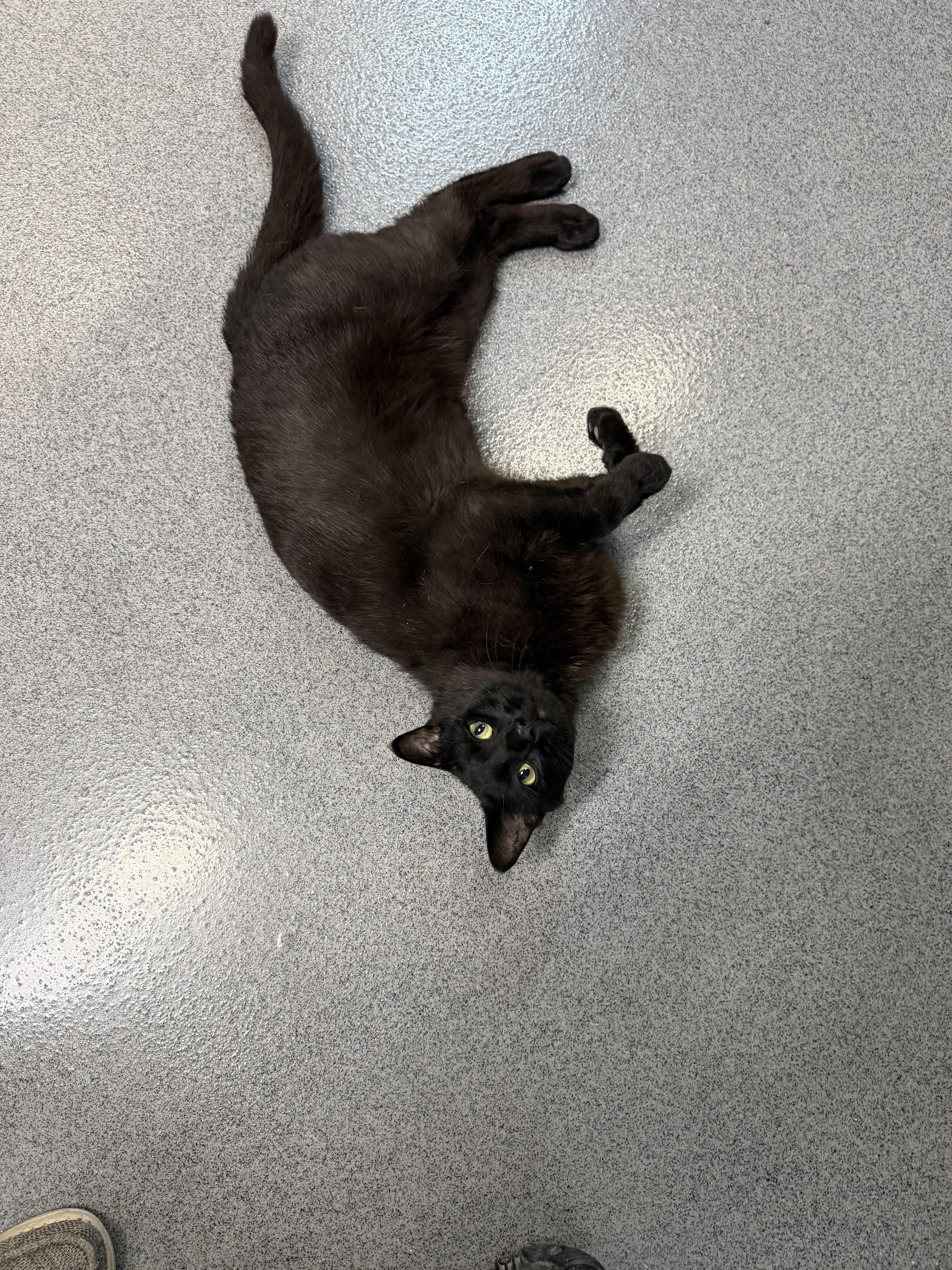 Onyx, a ADOPTABLE Domestic Short Hair in Chisholm, MN image 4/6