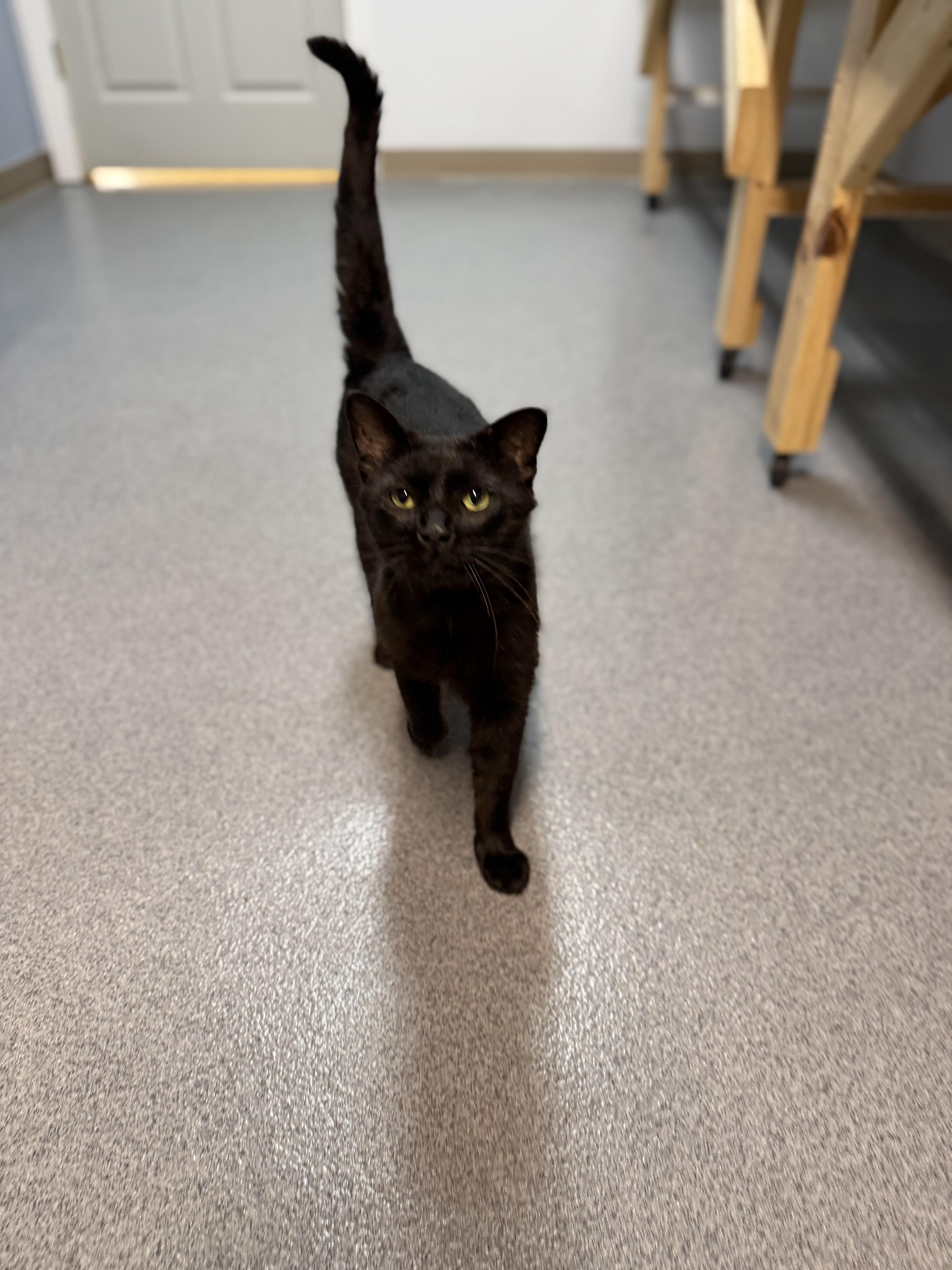 Onyx, a ADOPTABLE Domestic Short Hair in Chisholm, MN image 6/6