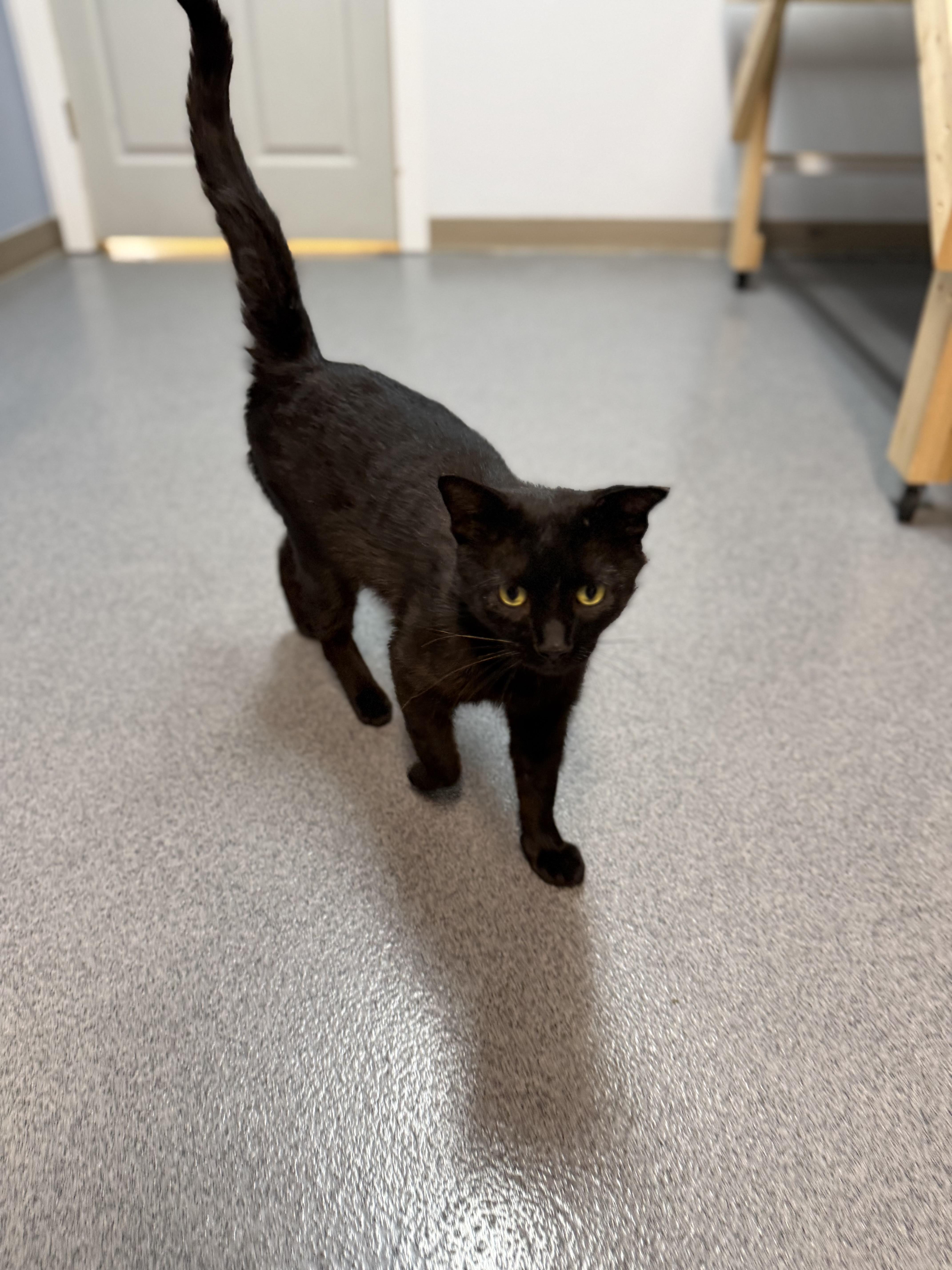 Onyx, a ADOPTABLE Domestic Short Hair in Chisholm, MN image 3/6