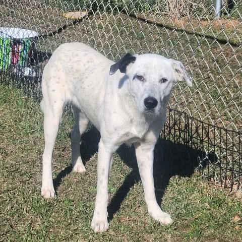 Enlarge Frosty, a Adoptable mixed breed in North Syracuse, NY image 1/1