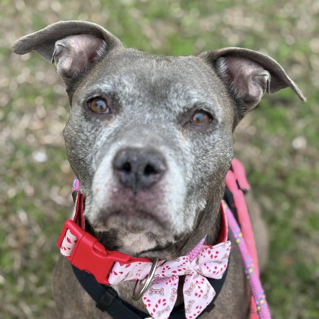 Enlarge Ribbons, a Adoptable mixed breed in St. Louis, MO image 1/6