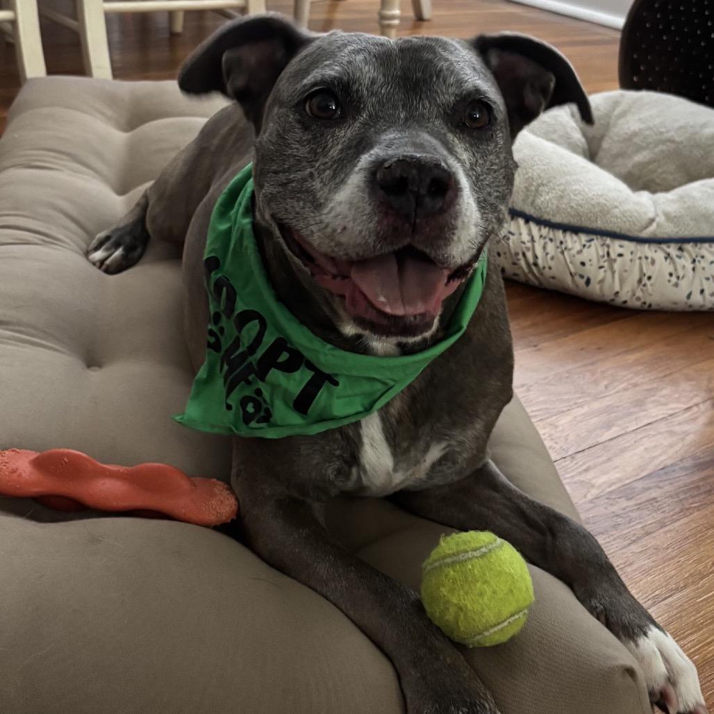 Enlarge Ribbons, a Adoptable mixed breed in St. Louis, MO image 2/6