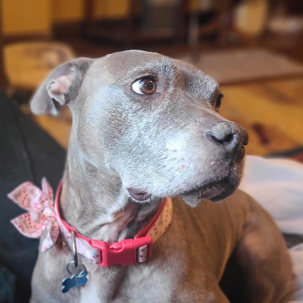 Enlarge Ribbons, a Adoptable mixed breed in St. Louis, MO image 3/6