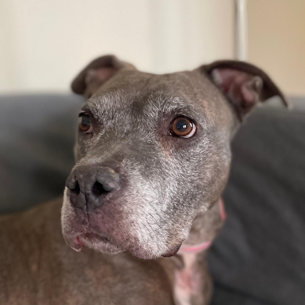 Enlarge Ribbons, a Adoptable mixed breed in St. Louis, MO image 4/6