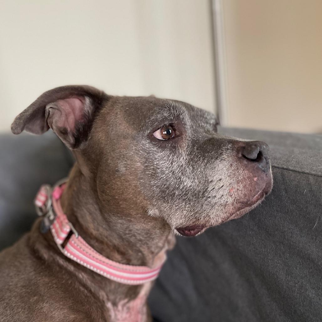Enlarge Ribbons, a Adoptable mixed breed in St. Louis, MO image 5/6