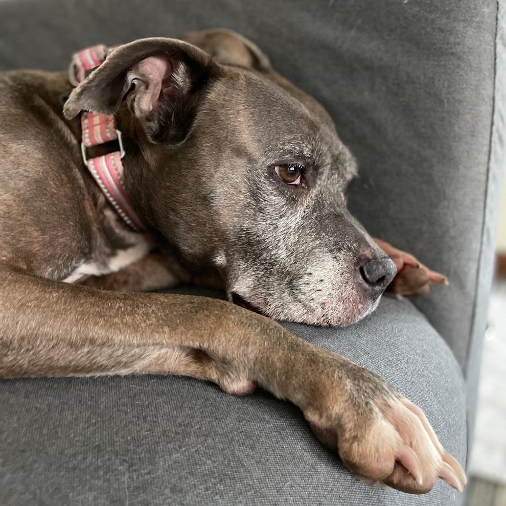 Enlarge Ribbons, a Adoptable mixed breed in St. Louis, MO image 6/6