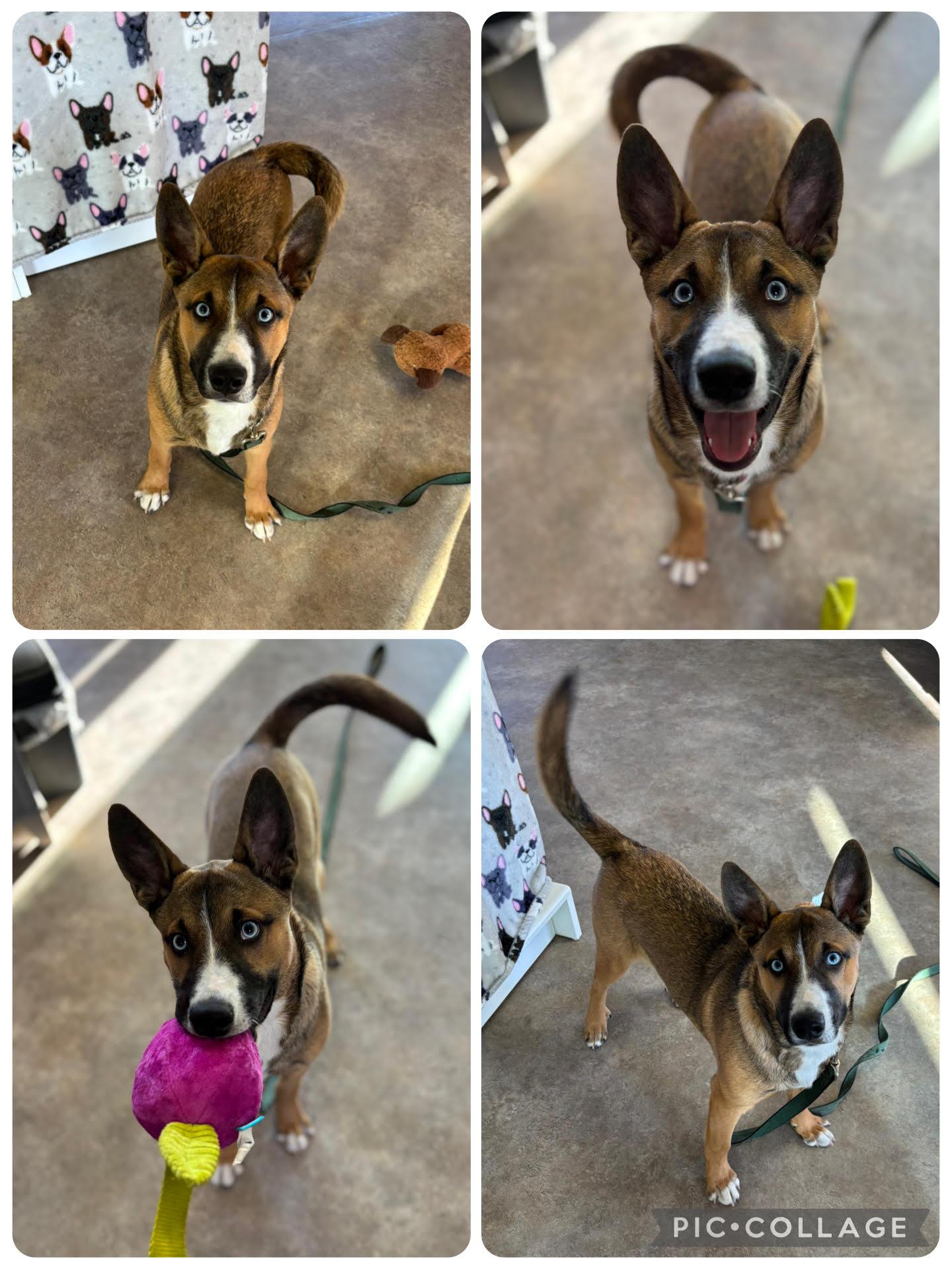 Chase, ADOPTABLE, Young Male Mixed Breed.