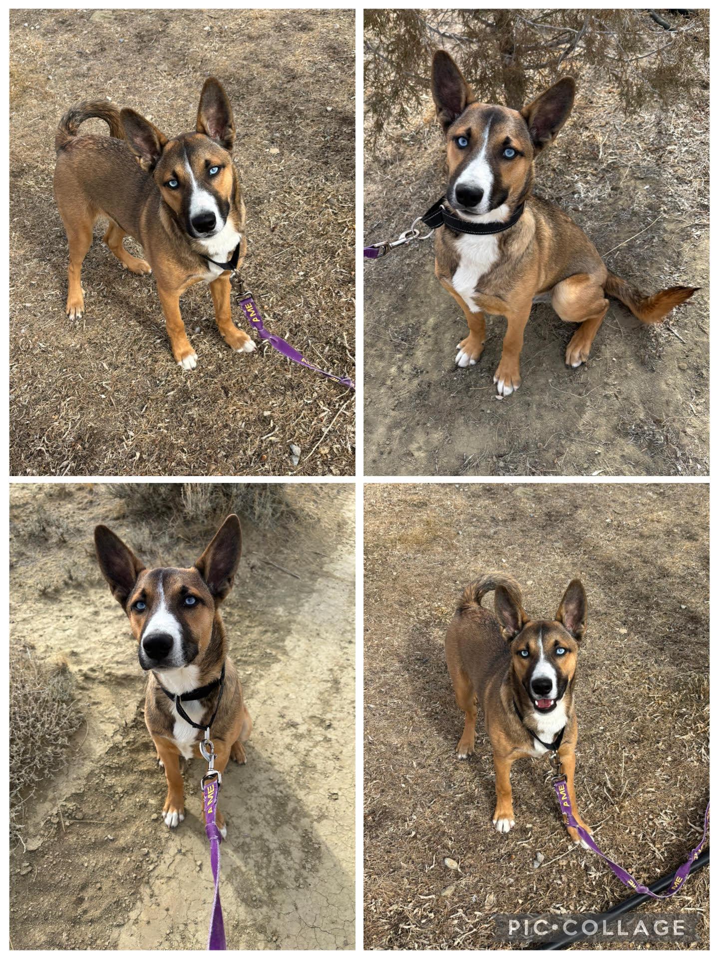 Enlarge Chase, an adopted Mixed Breed in Rock Springs, WY image 3/3