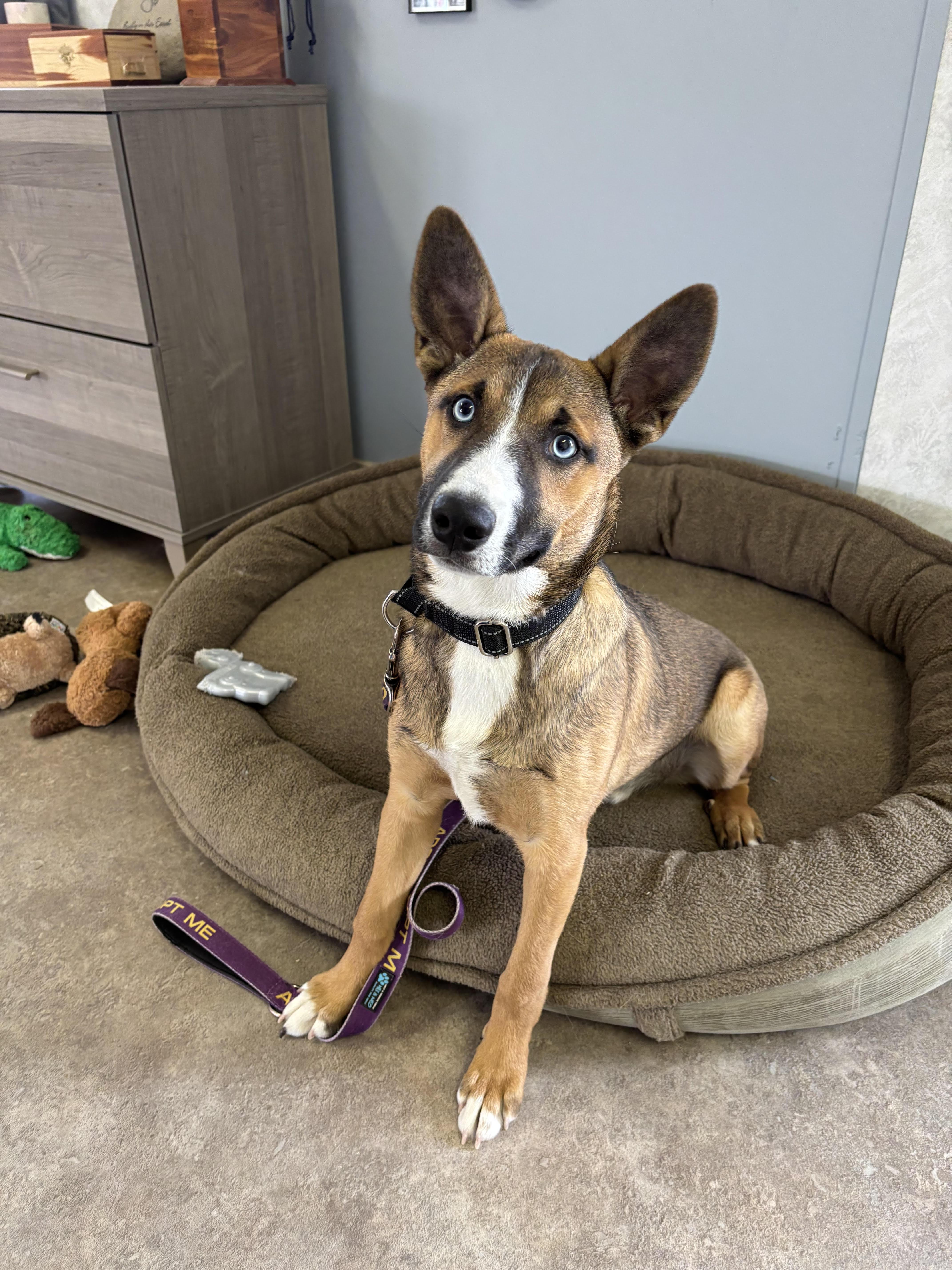 Enlarge Chase, an adopted Mixed Breed in Rock Springs, WY image 1/3
