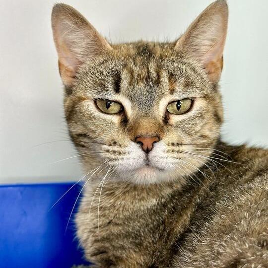 Enlarge Natalia, a Adoptable Domestic Short Hair in Matteson, IL image 1/1