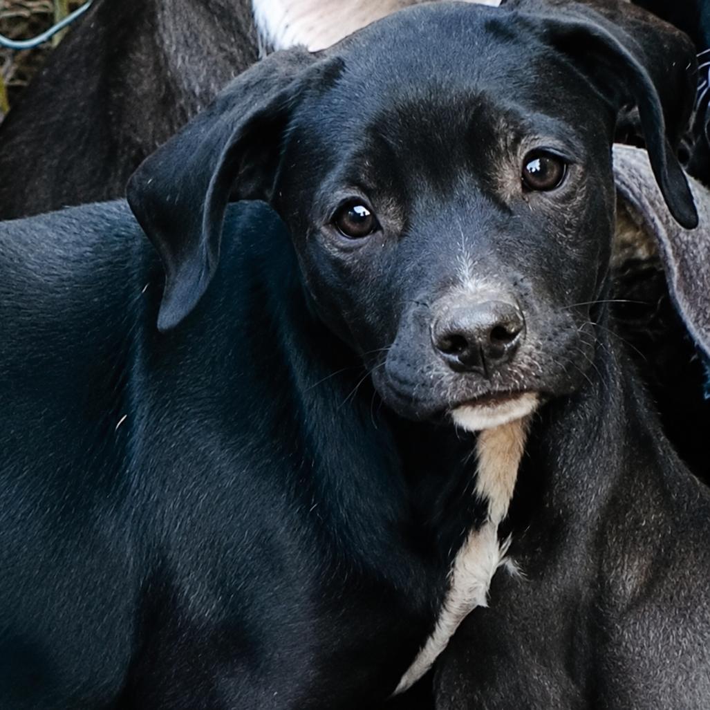 Enlarge Genevieve, a Adoptable mixed breed in Rogersville, MO image 2/2