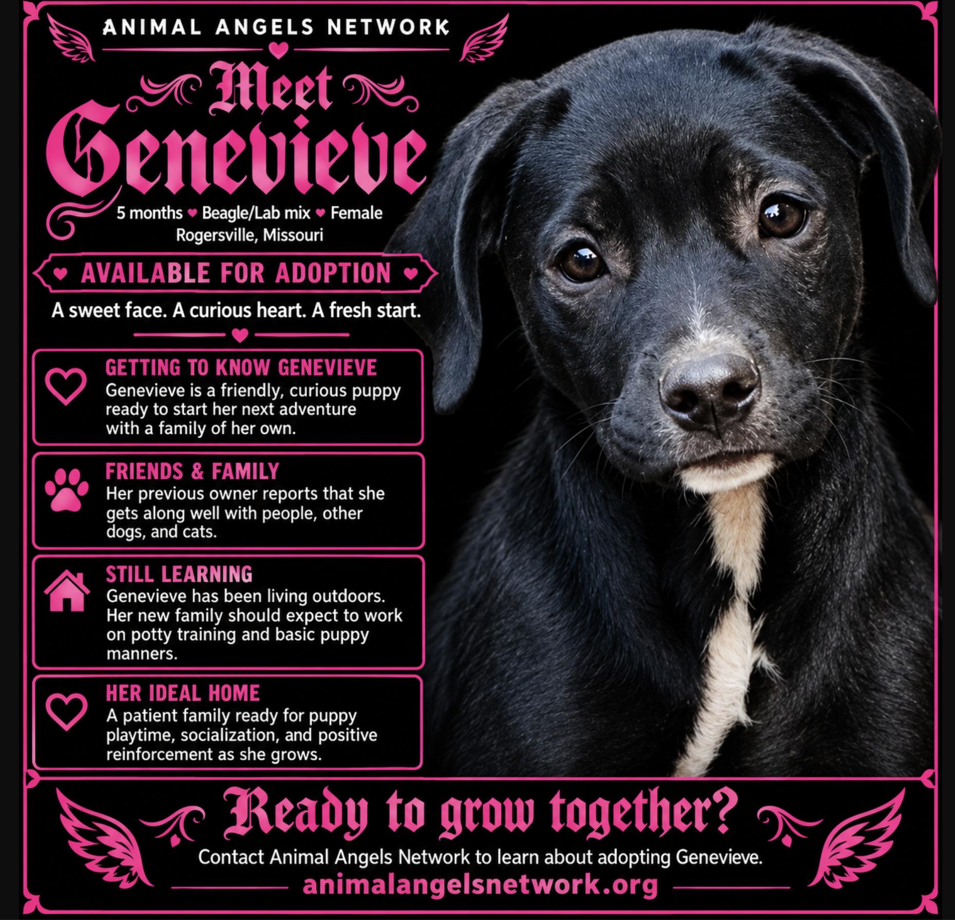 Genevieve, Adoptable, Puppy Female Beagle & Labrador Retriever.
