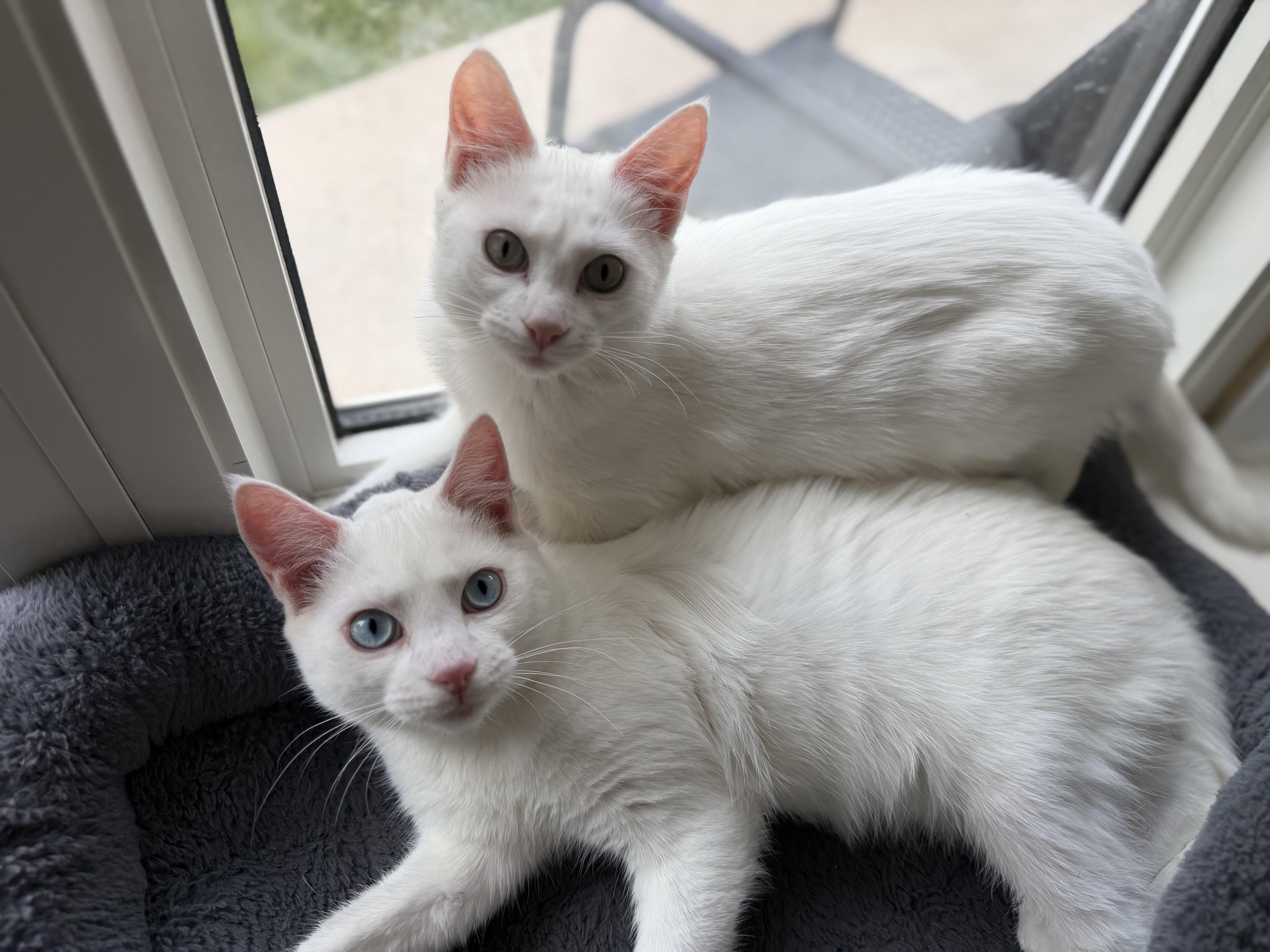 Coconut & Kiwi, ADOPTABLE, Kitten Male Domestic Short Hair.