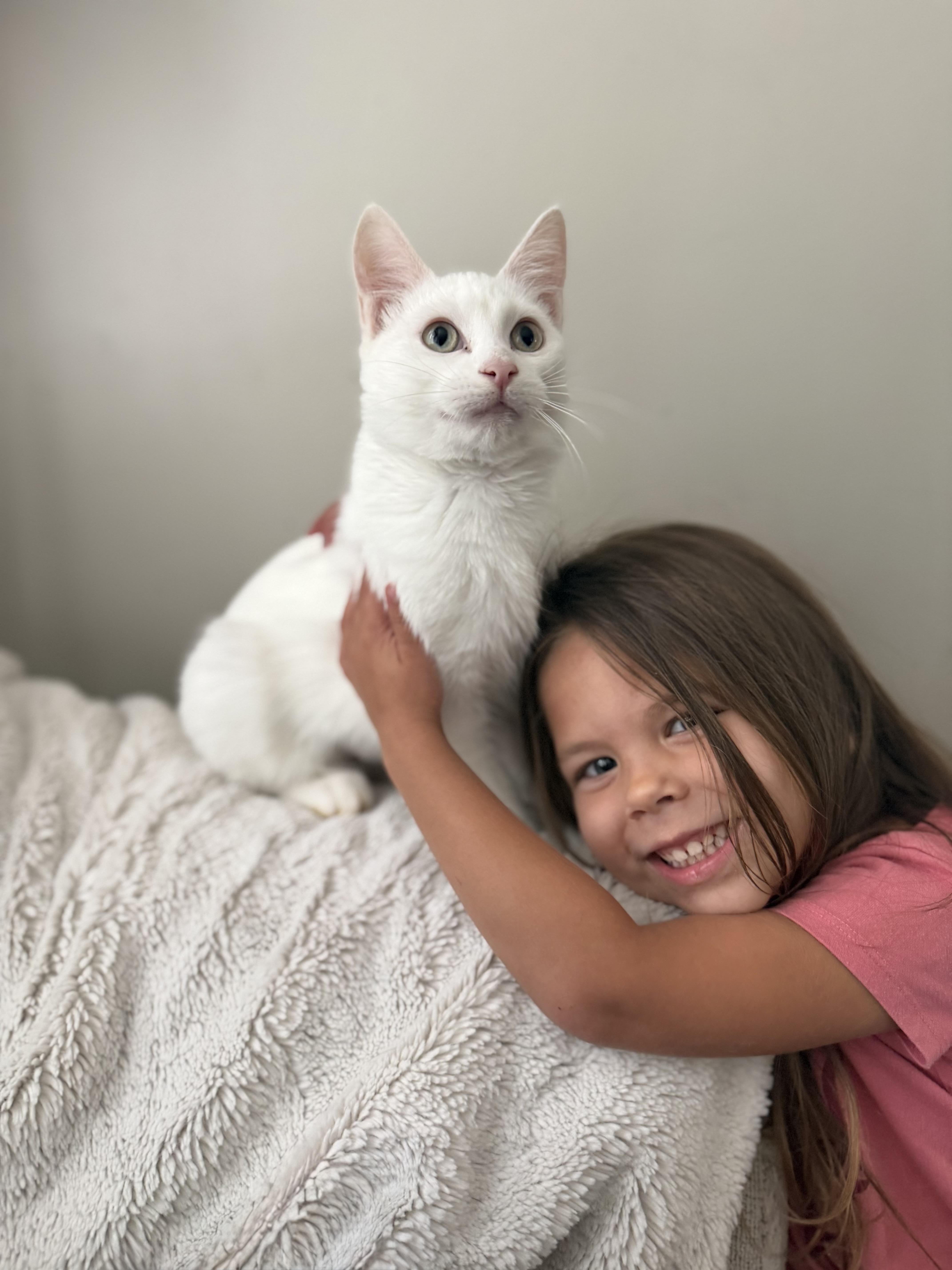 Coconut & Kiwi, a ADOPTABLE Domestic Short Hair in Brampton, ON image 2/6