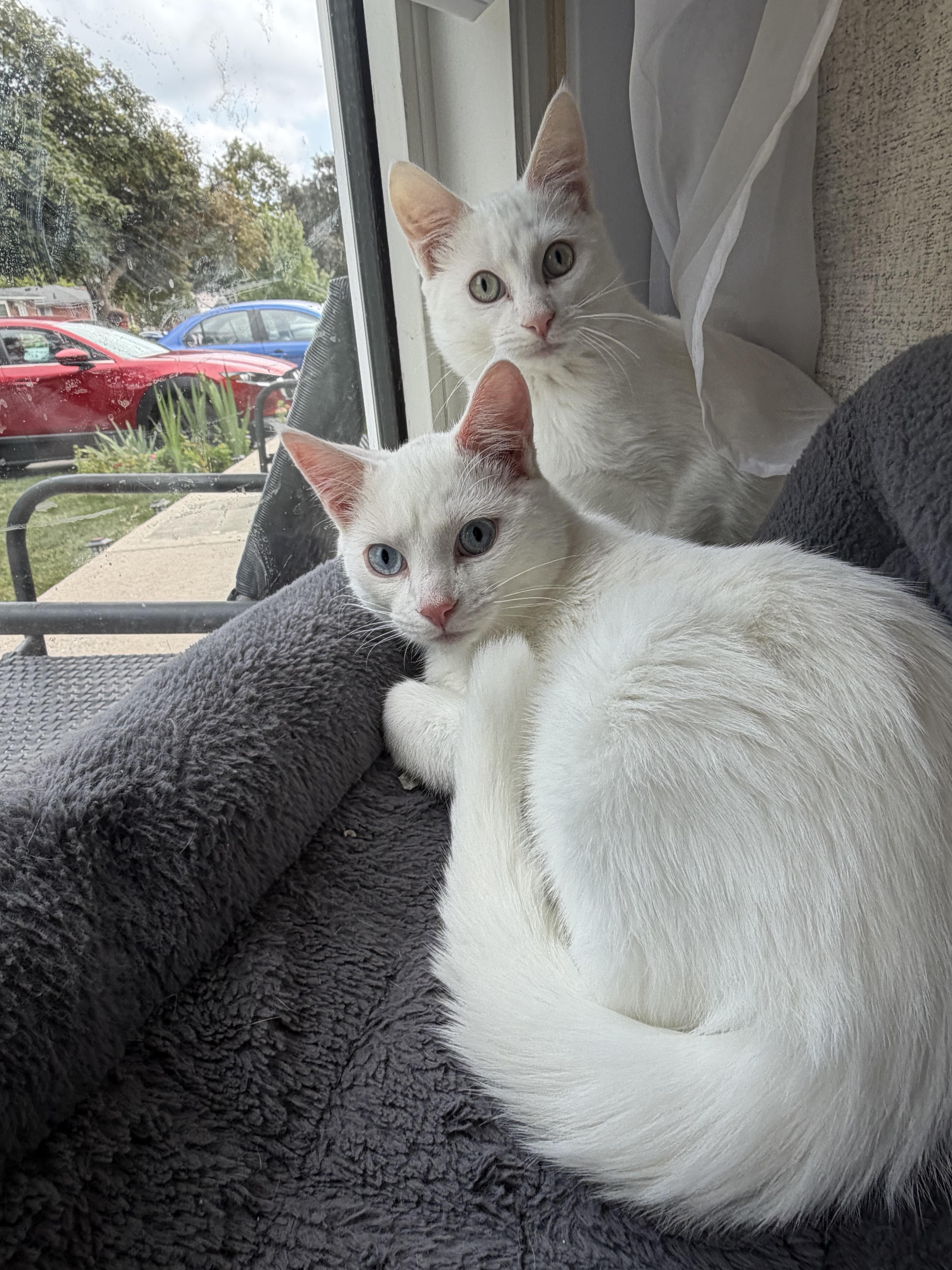 Coconut & Kiwi, a ADOPTABLE Domestic Short Hair in Brampton, ON image 6/6