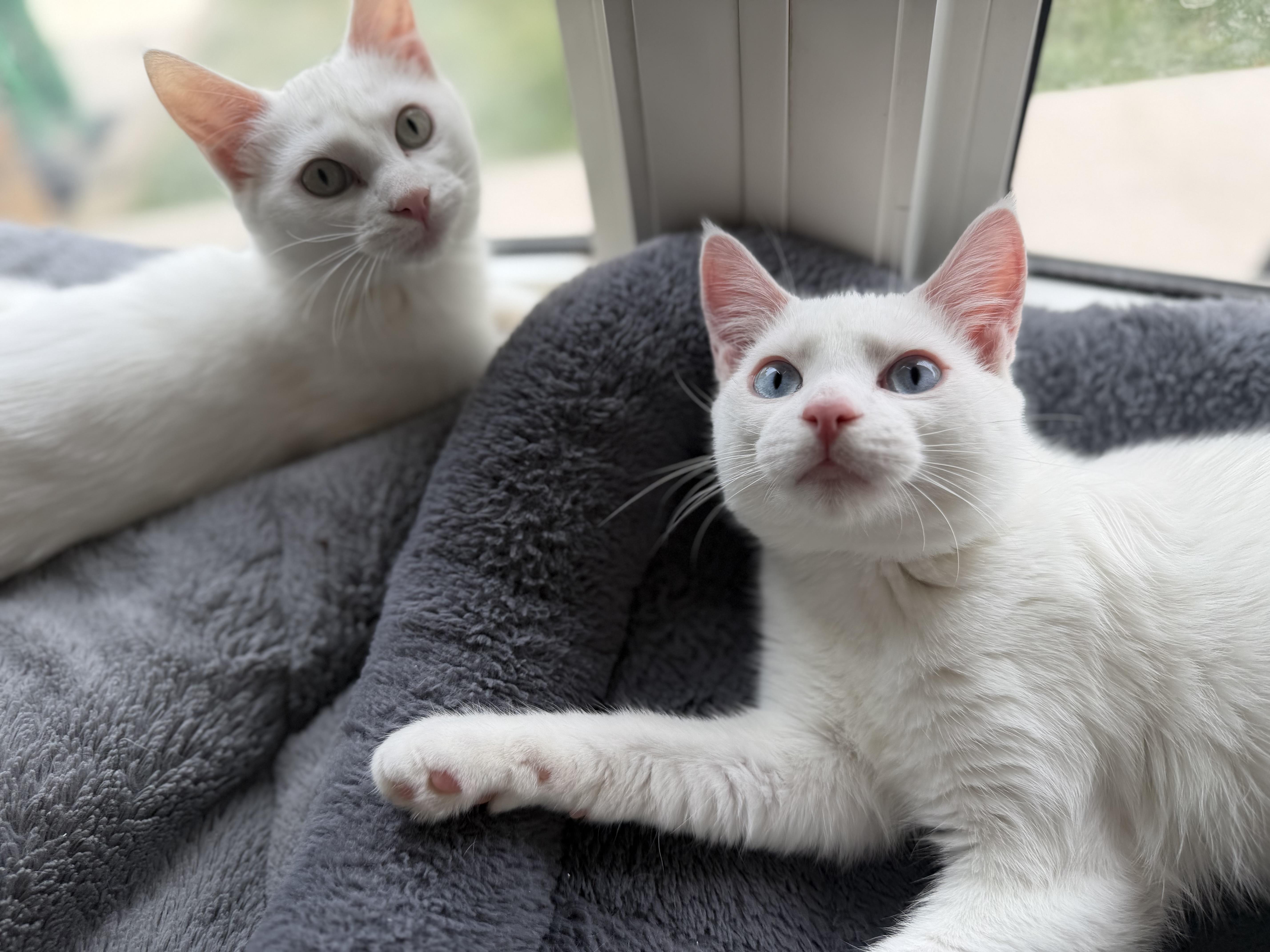 Coconut & Kiwi, a ADOPTABLE Domestic Short Hair in Brampton, ON image 3/6