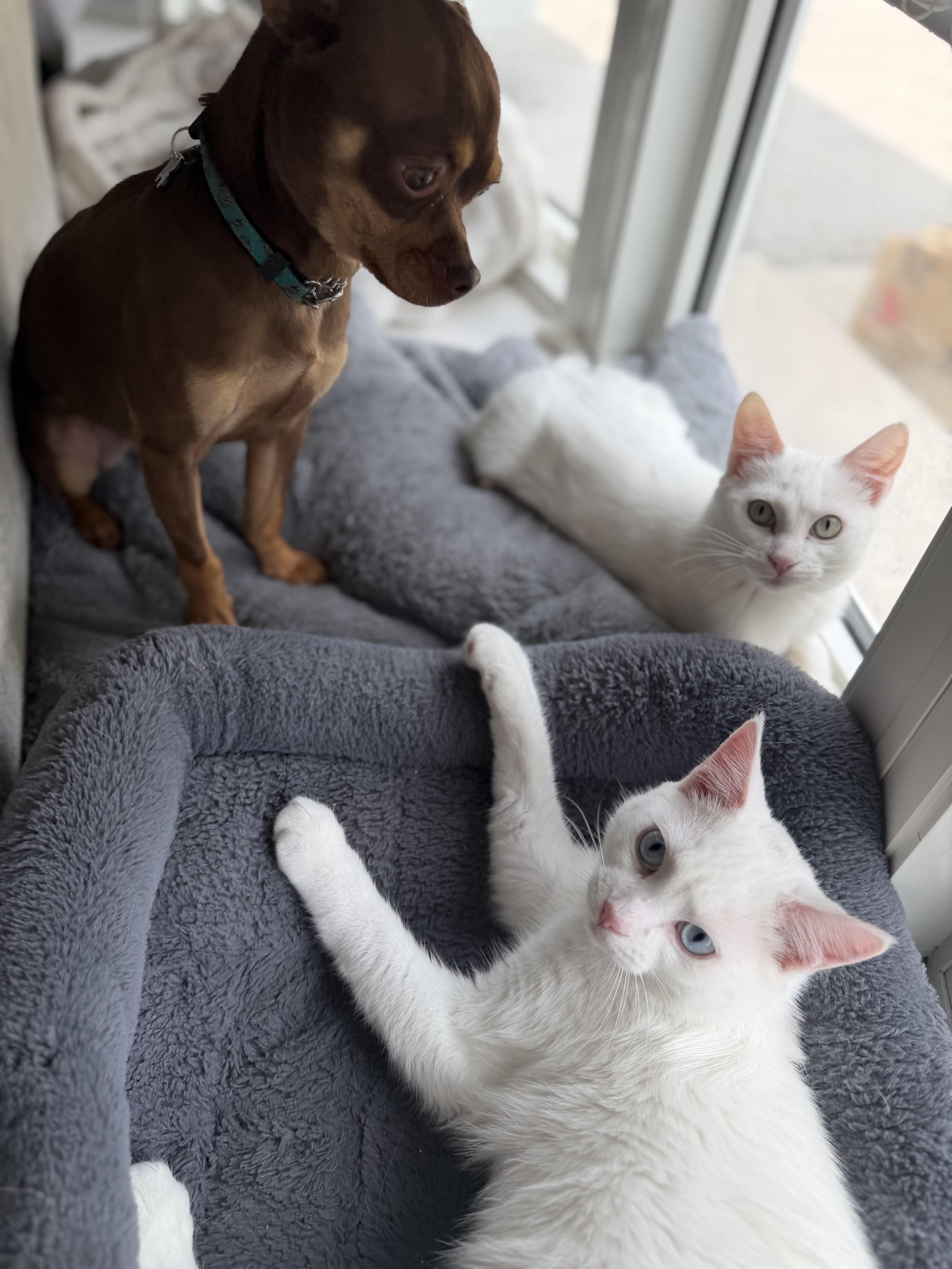 Coconut & Kiwi, a ADOPTABLE Domestic Short Hair in Brampton, ON image 5/6