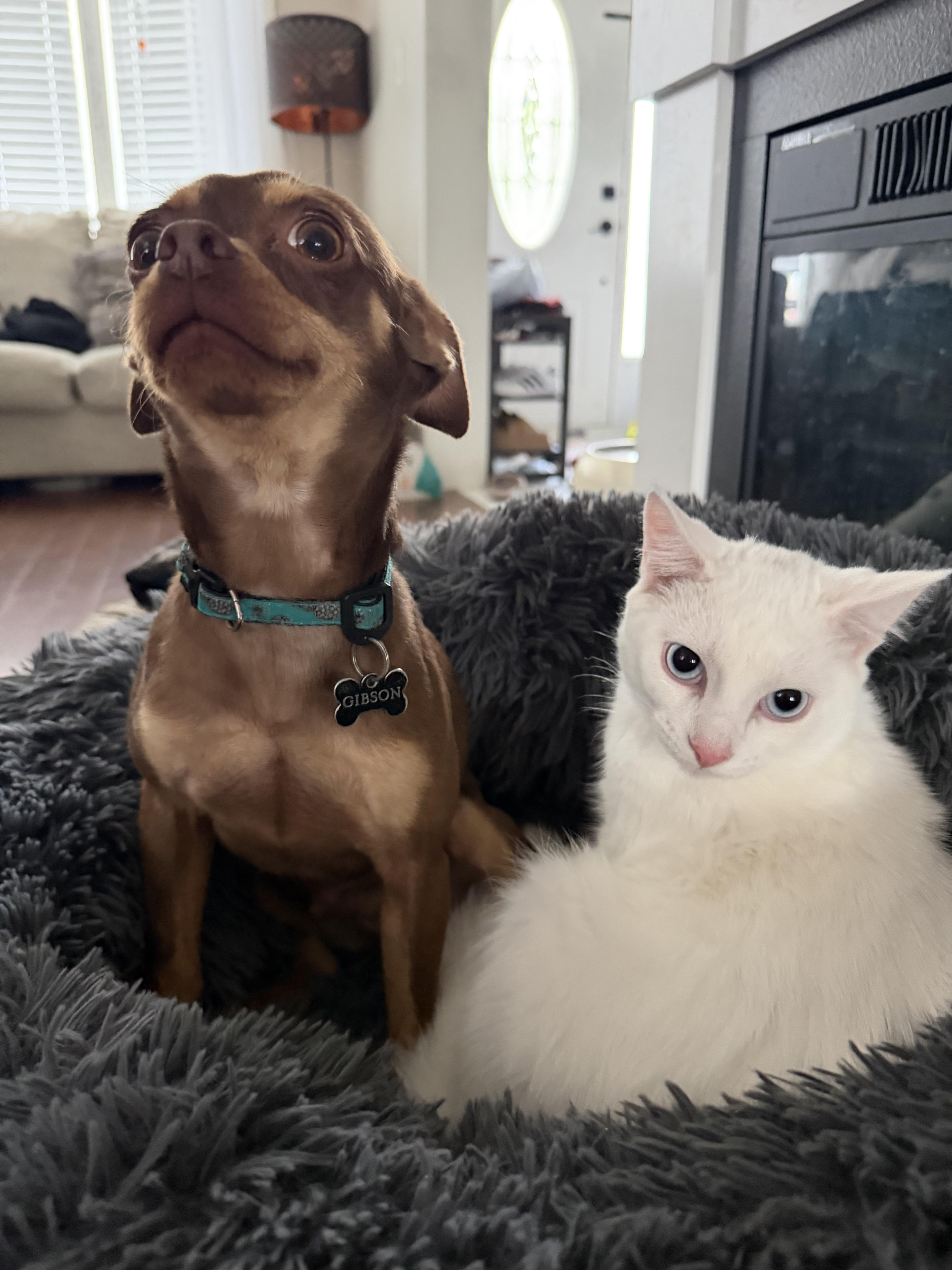 Coconut & Kiwi, a ADOPTABLE Domestic Short Hair in Brampton, ON image 4/6