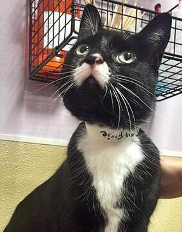 Enlarge Elsie, a Adoptable mixed breed in Vancouver, WA image 4/4