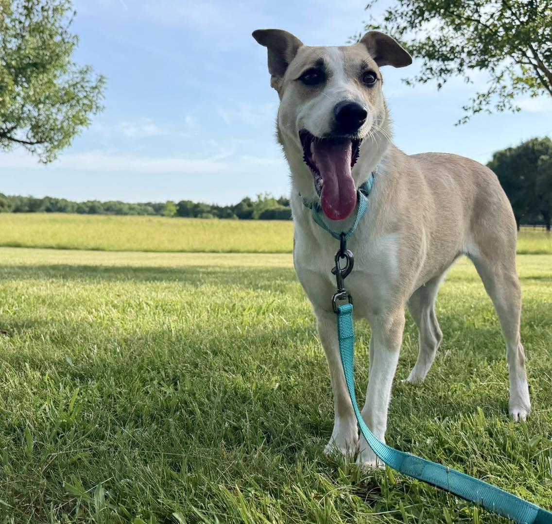 Enlarge Miley, a Adoptable mixed breed in Catlett, VA image 3/5