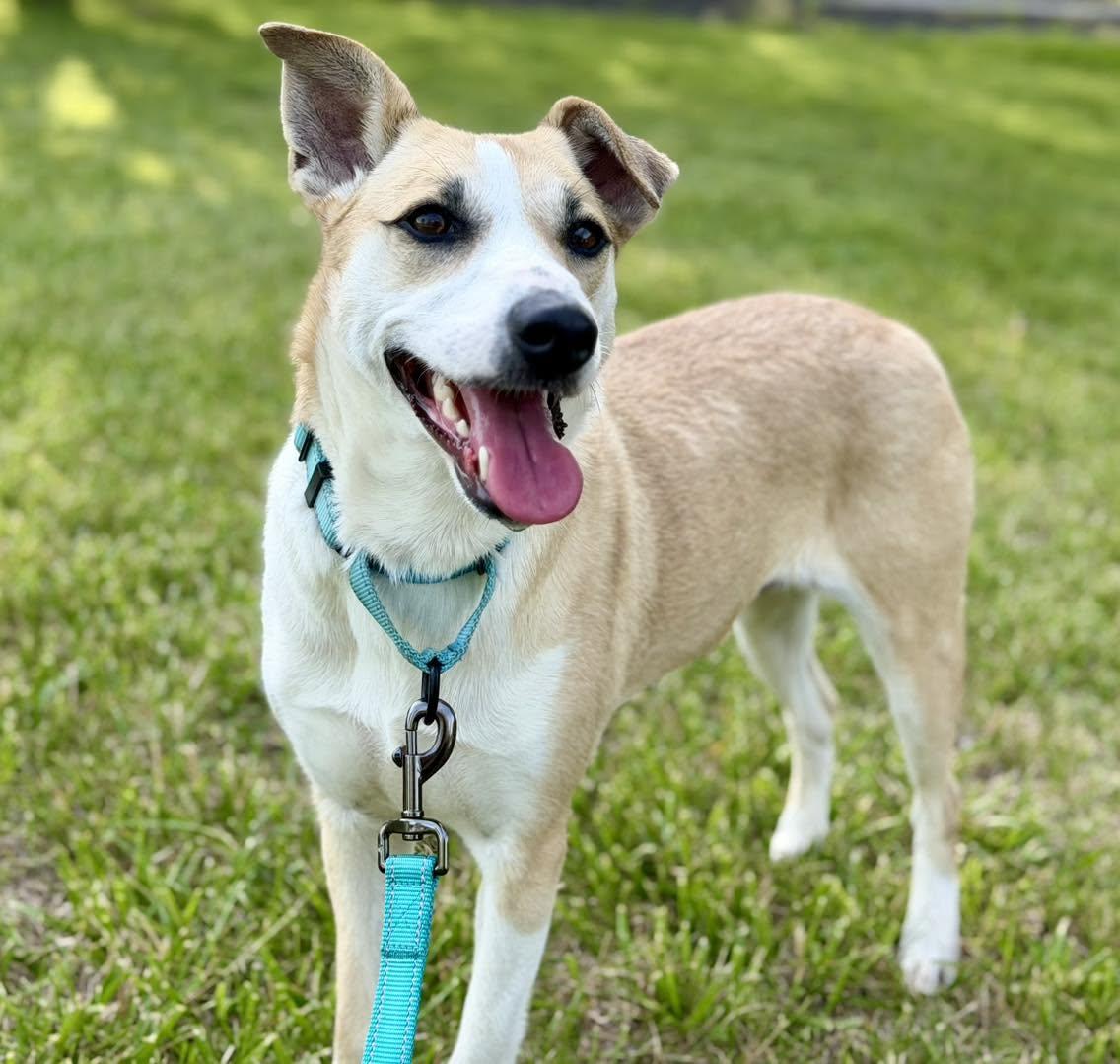 Enlarge Miley, a Adoptable mixed breed in Catlett, VA image 2/5