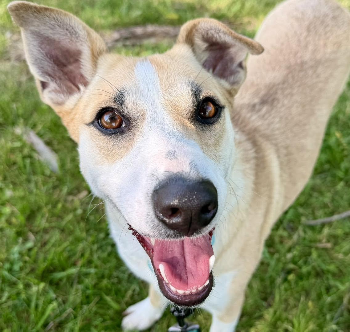 Enlarge Miley, a Adoptable mixed breed in Catlett, VA image 1/5