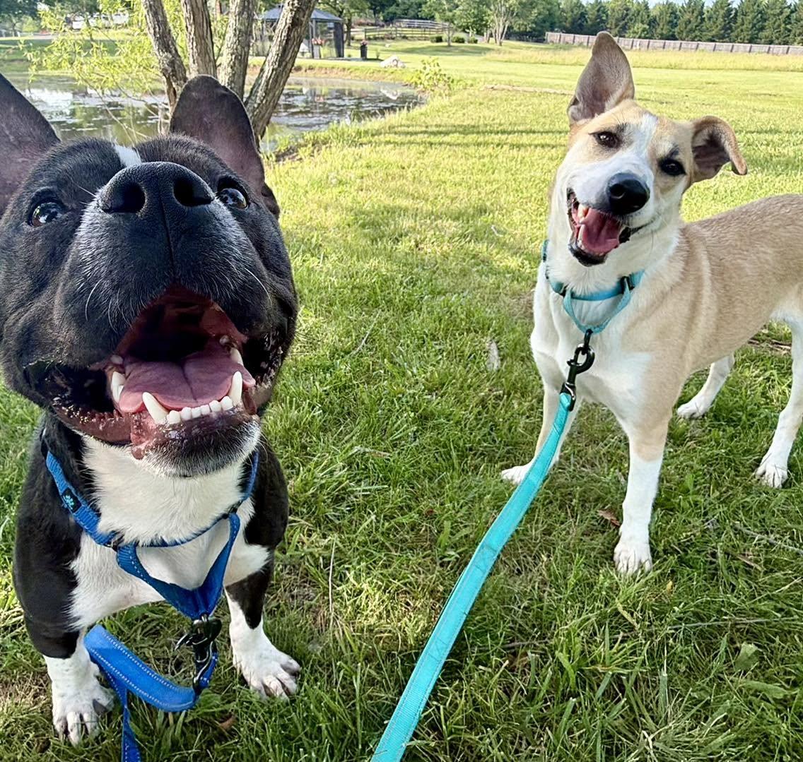 Enlarge Miley, a Adoptable mixed breed in Catlett, VA image 4/5