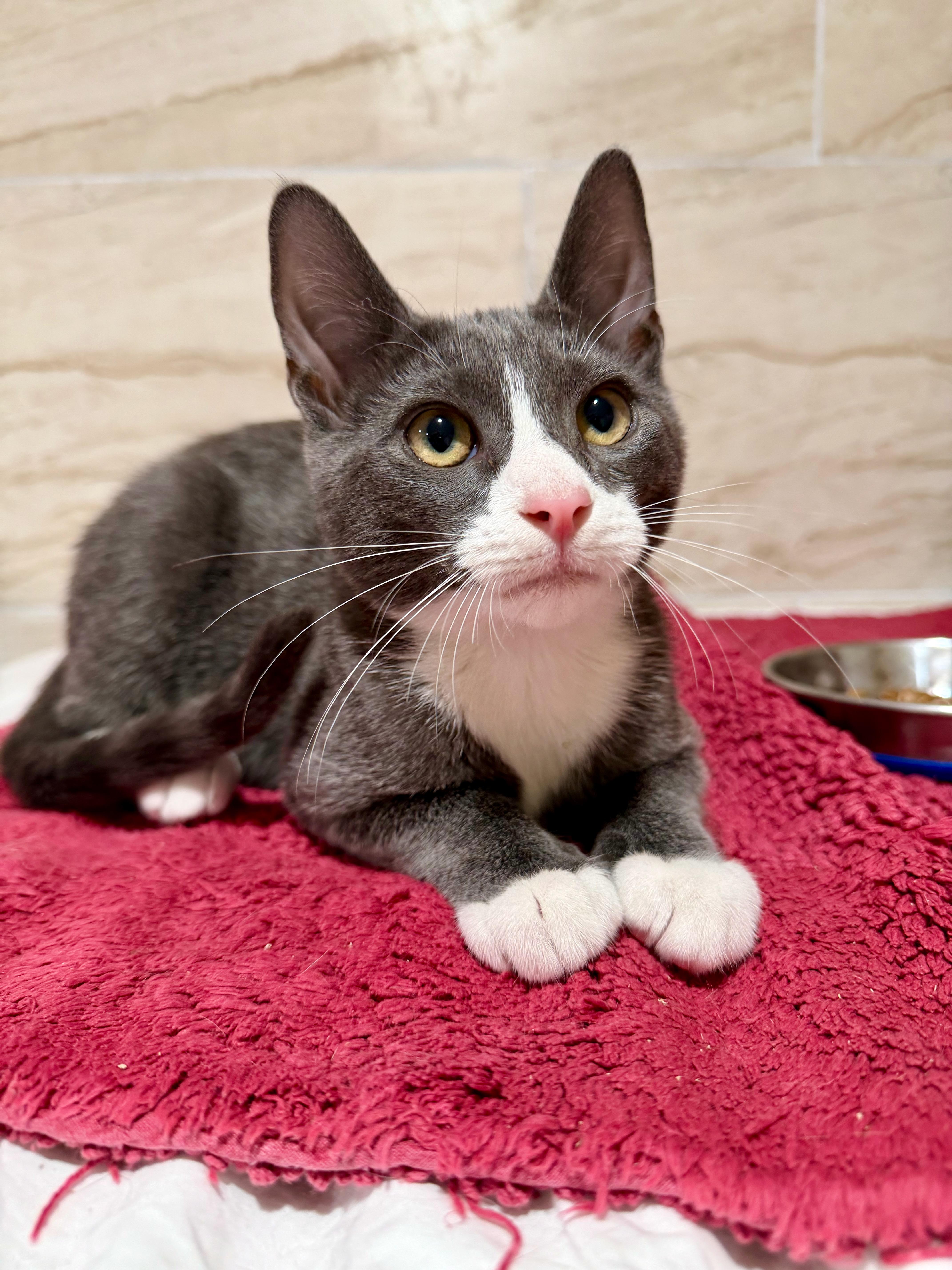 Bentley, Adopted, Kitten Male Domestic Short Hair.