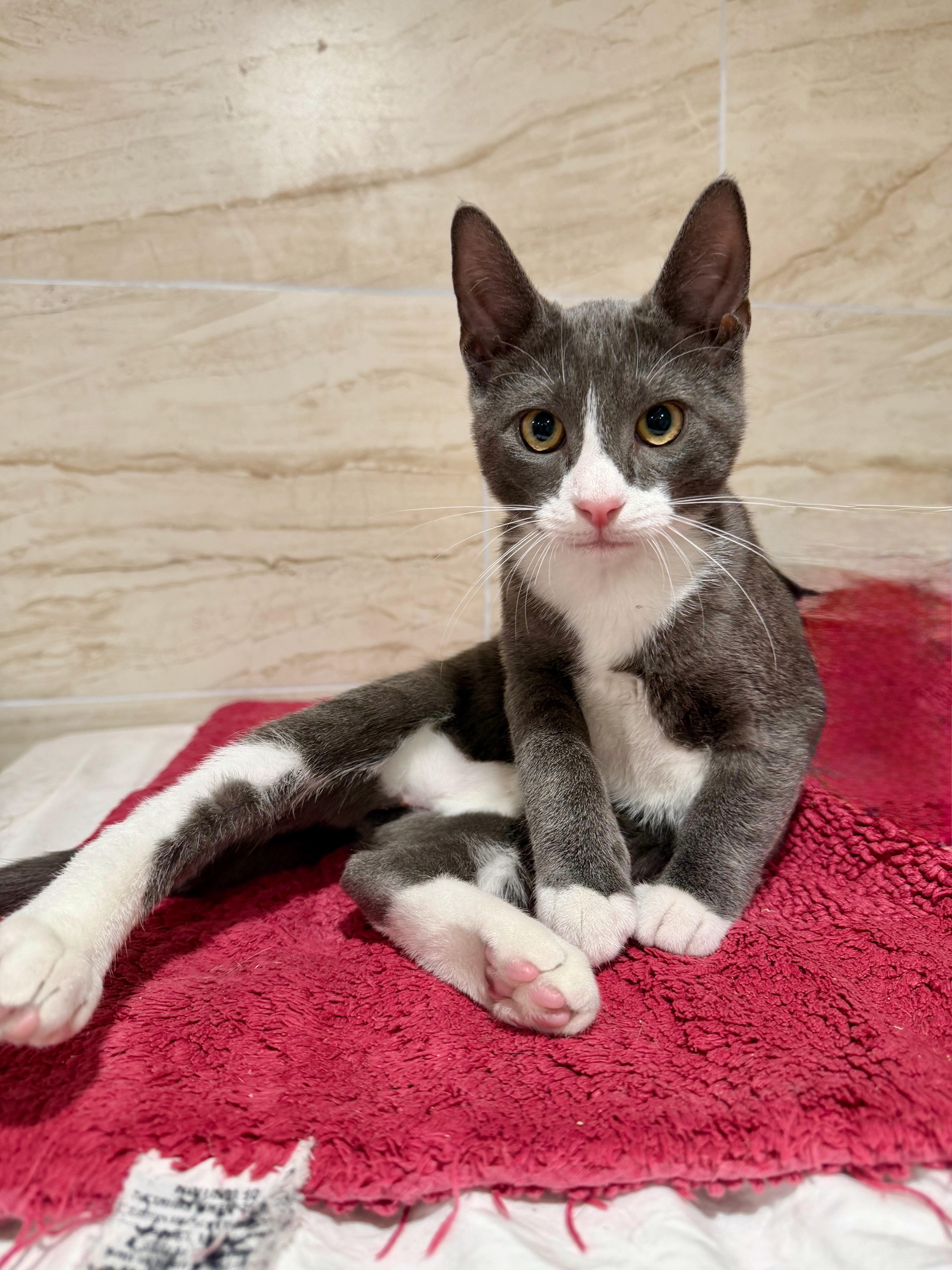 Enlarge Bentley, a Adopted Domestic Short Hair in Manhasset, NY image 2/3