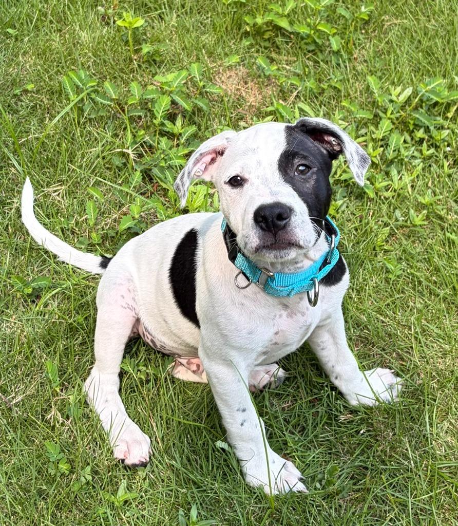 Enlarge Nox, a Adoptable mixed breed in Newnan, GA image 2/3