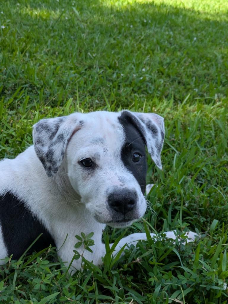 Enlarge Nox, a Adoptable mixed breed in Newnan, GA image 3/3