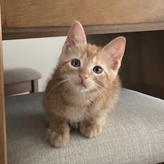Enlarge Jester, a ADOPTABLE Domestic Short Hair in Bentonville, AR image 1/1